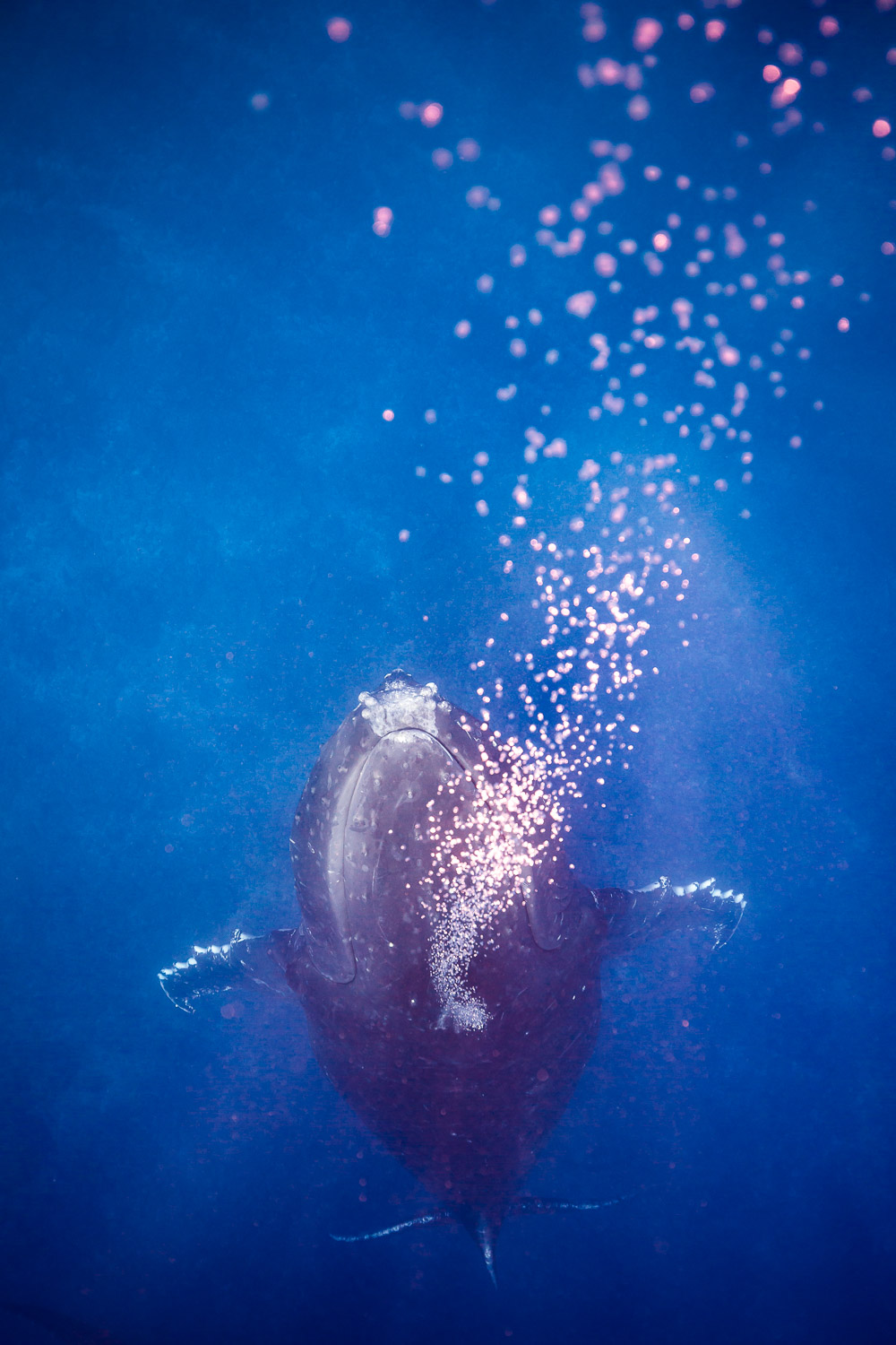 Humpback whale at rest, Mo'orea, French Polynesia