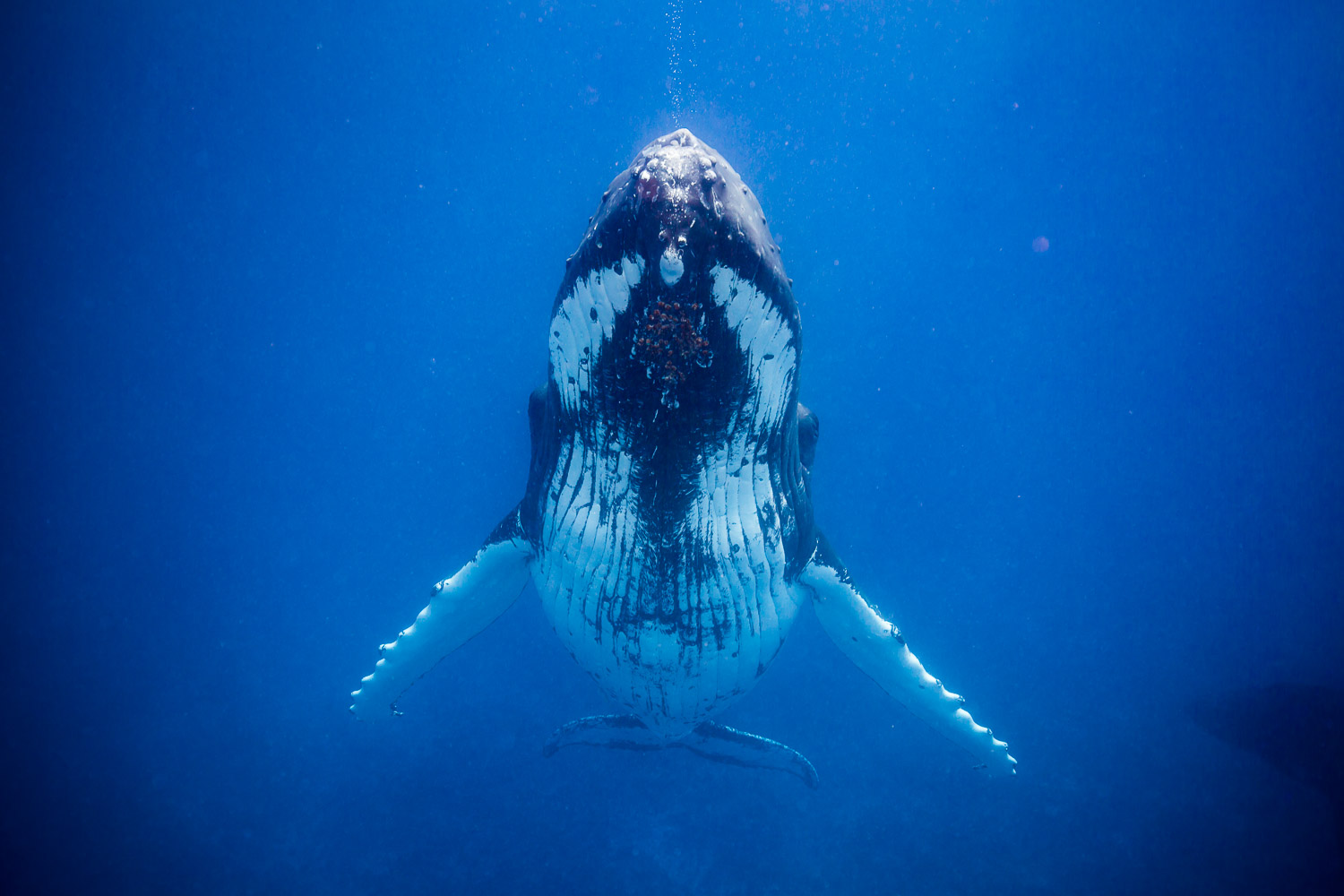 Humpback Whale, Mo'orea, French Polynesia