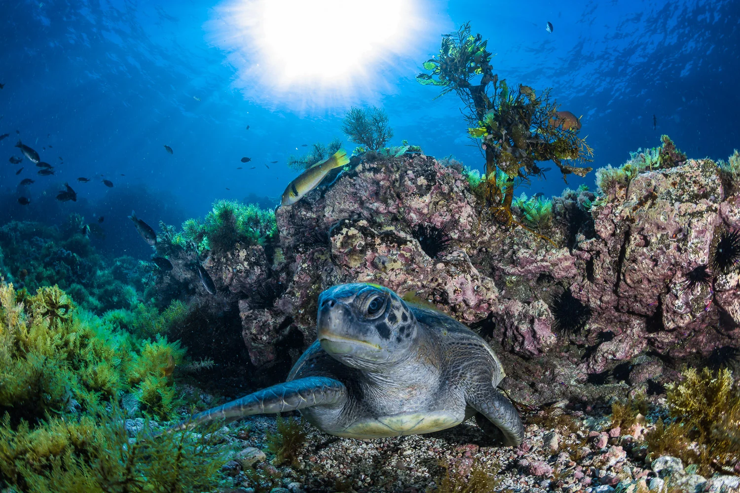 Sea Turtle, Catalina Island, CA
