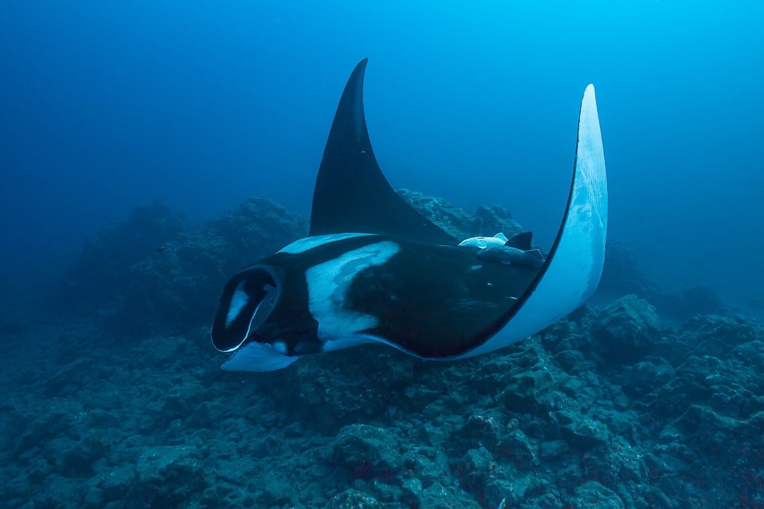 Oceanic Manta Ray, San Benedicto Island, Mexico