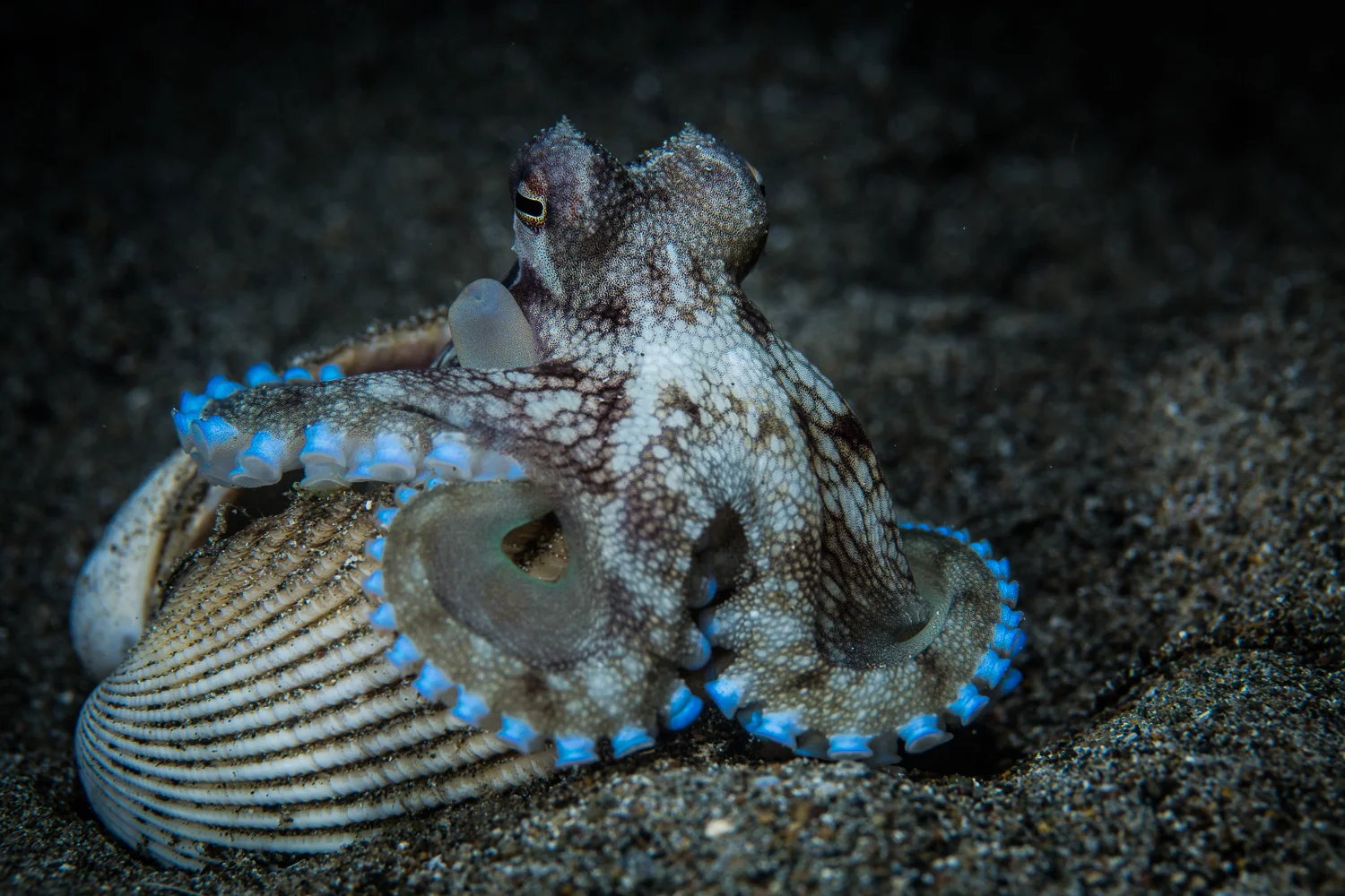 Amphioctopus marginatus, also known as the coconut octopus