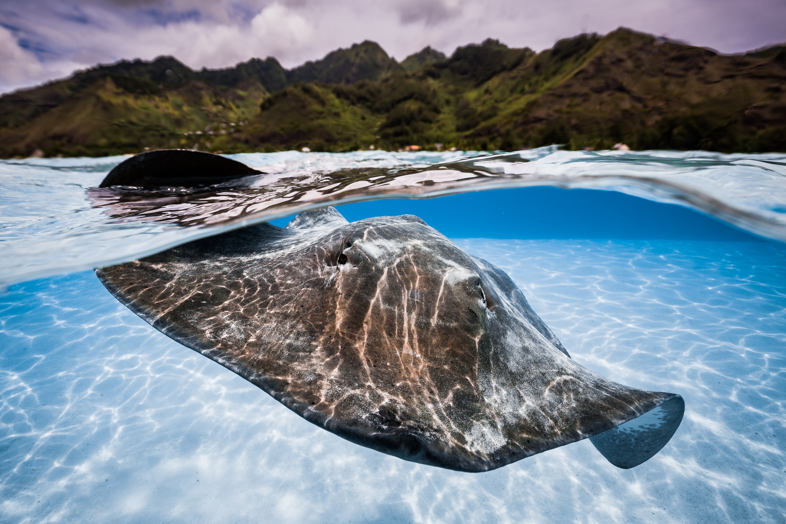 Sting Ray, Mo'orea, French Polynesia