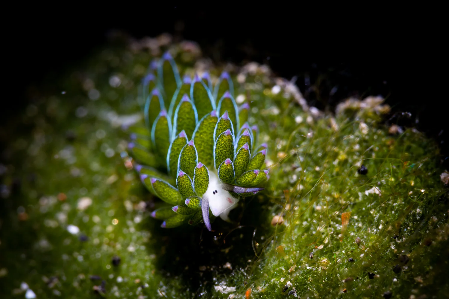 Costasiella sp. nudibranch, more commonly known as Shaun the Sheep