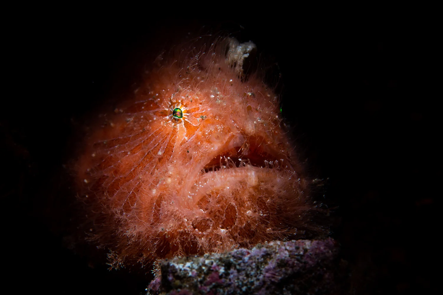 A Hairy Frogfish (Antennarius striatus) lit with my Reefnet Fiber Optic snoot