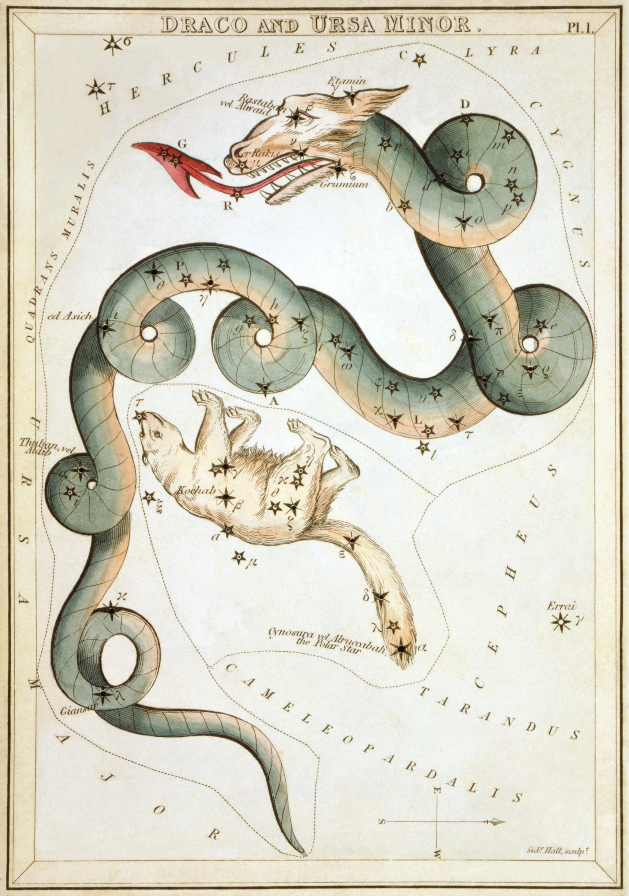 "Draco and Ursa Minor", plate 1 in Urania's Mirror, a set of celestial cards accompanied by A familiar treatise on astronomy. Jehoshaphat Aspin, Public domain
