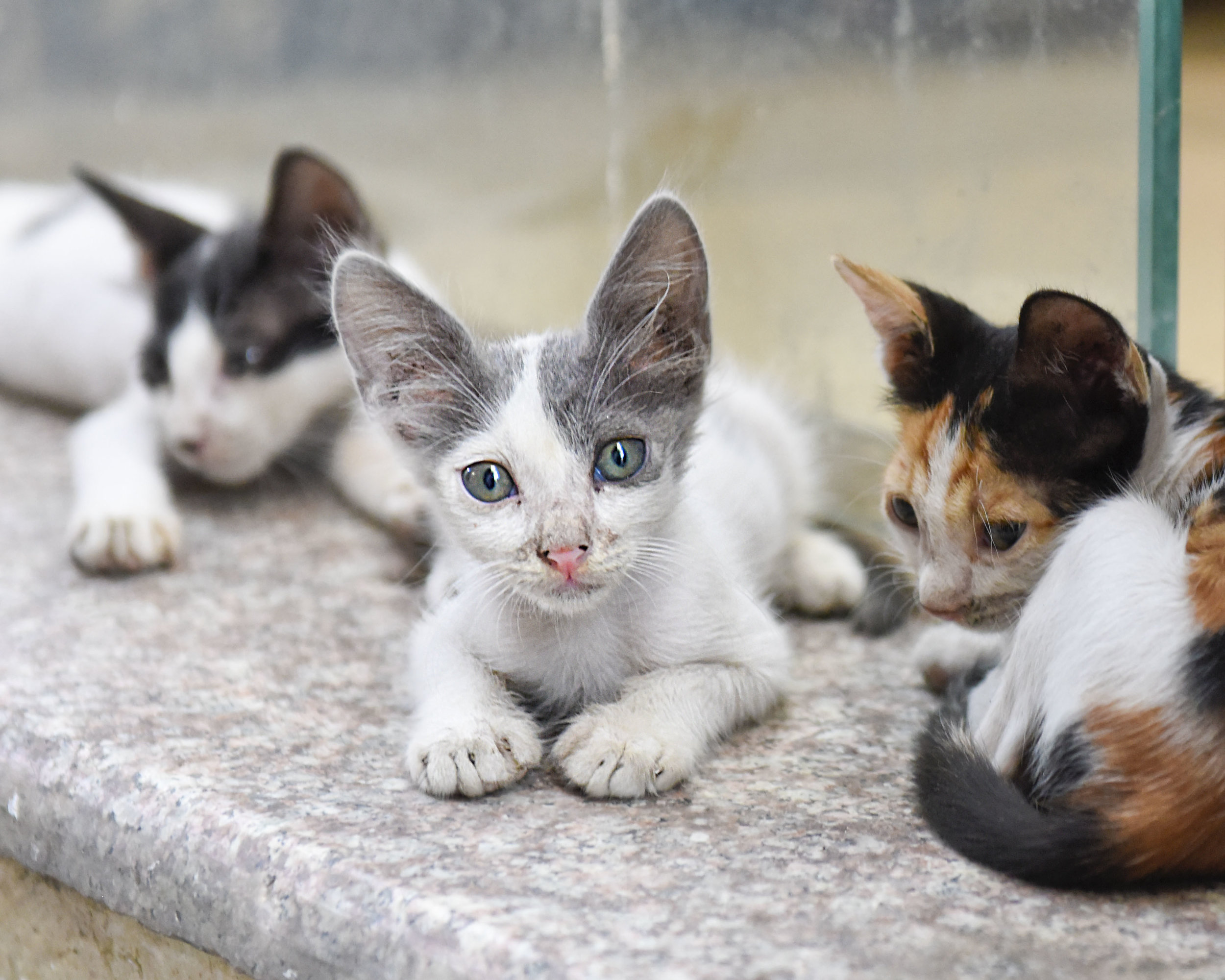kitten.jpg