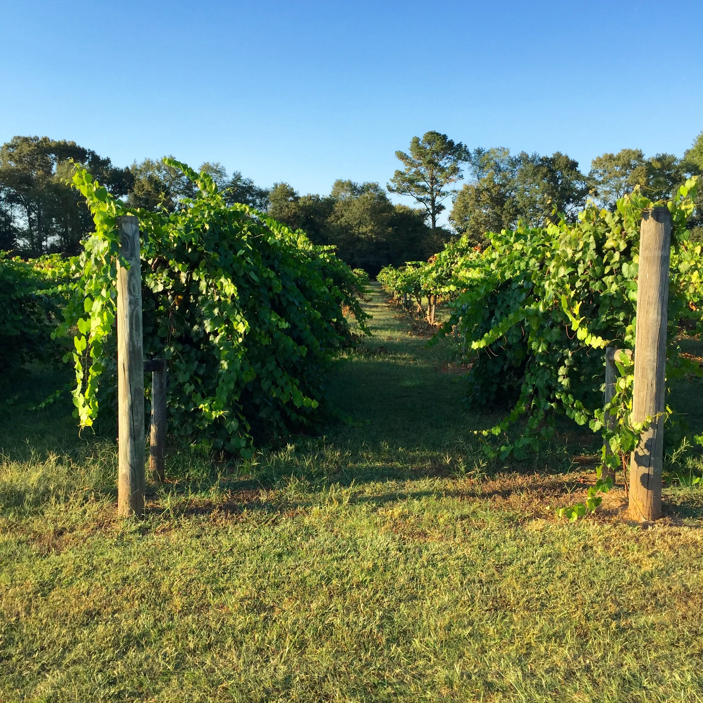 Beauty and Business: Home Grown Bloggers at Morgan Creek Vineyards