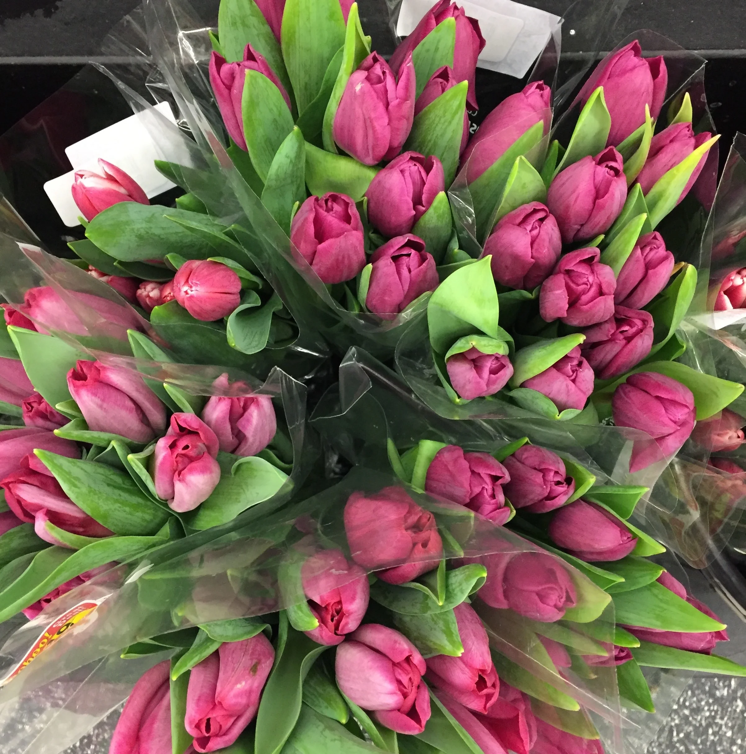 dark-pink-tulips.jpg