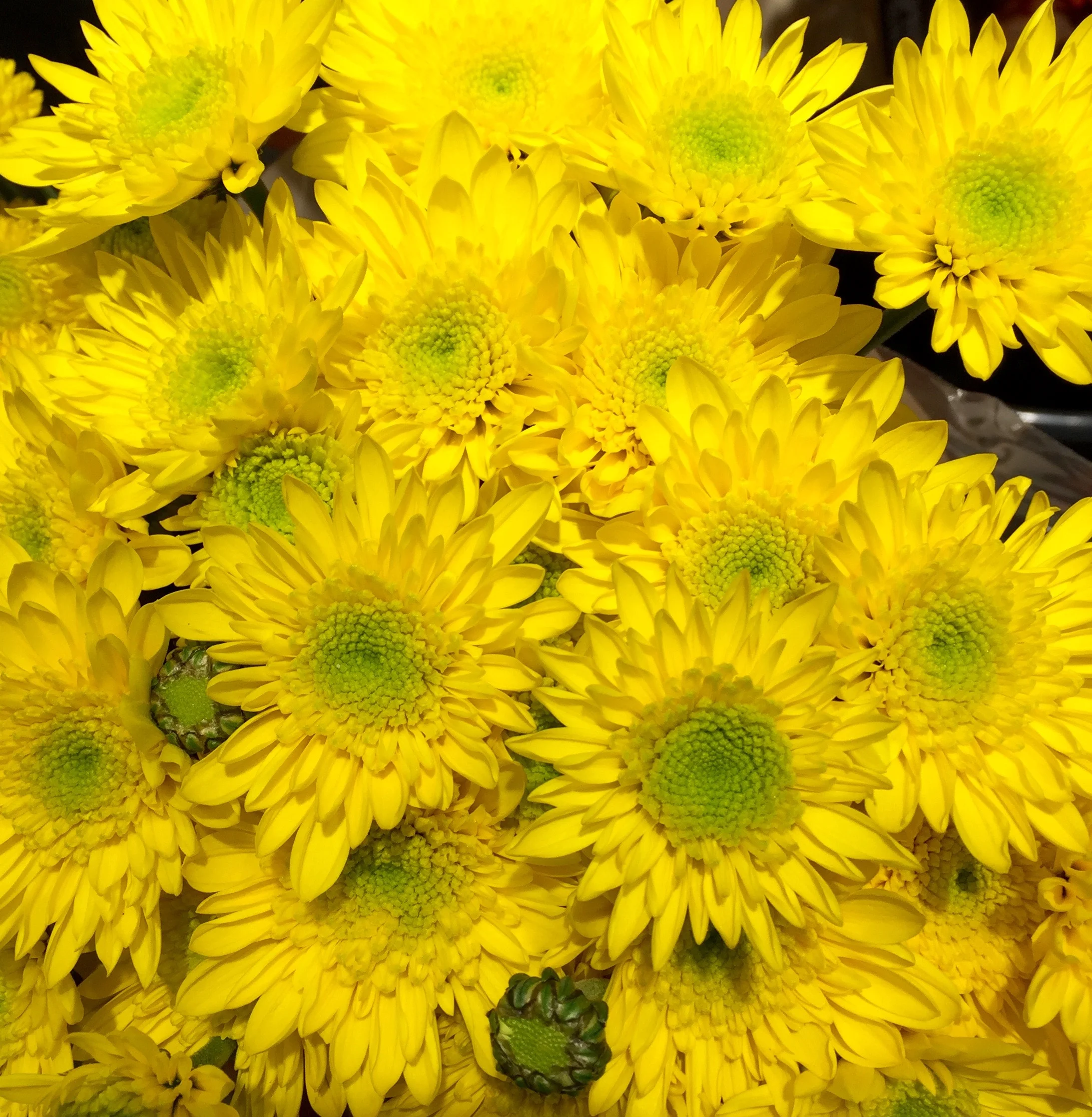 yellow-carnations.jpg