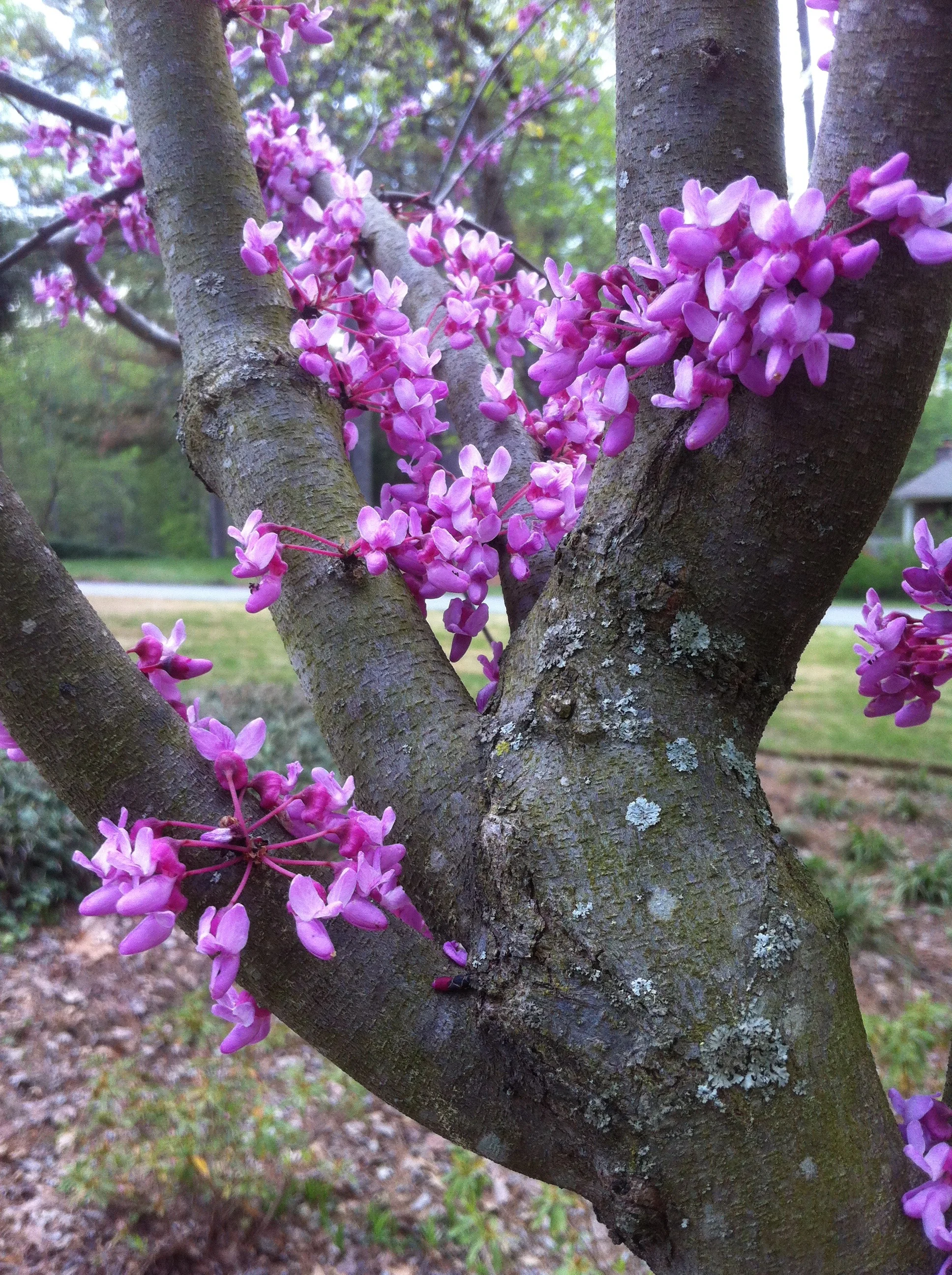 redbud-tree.jpg