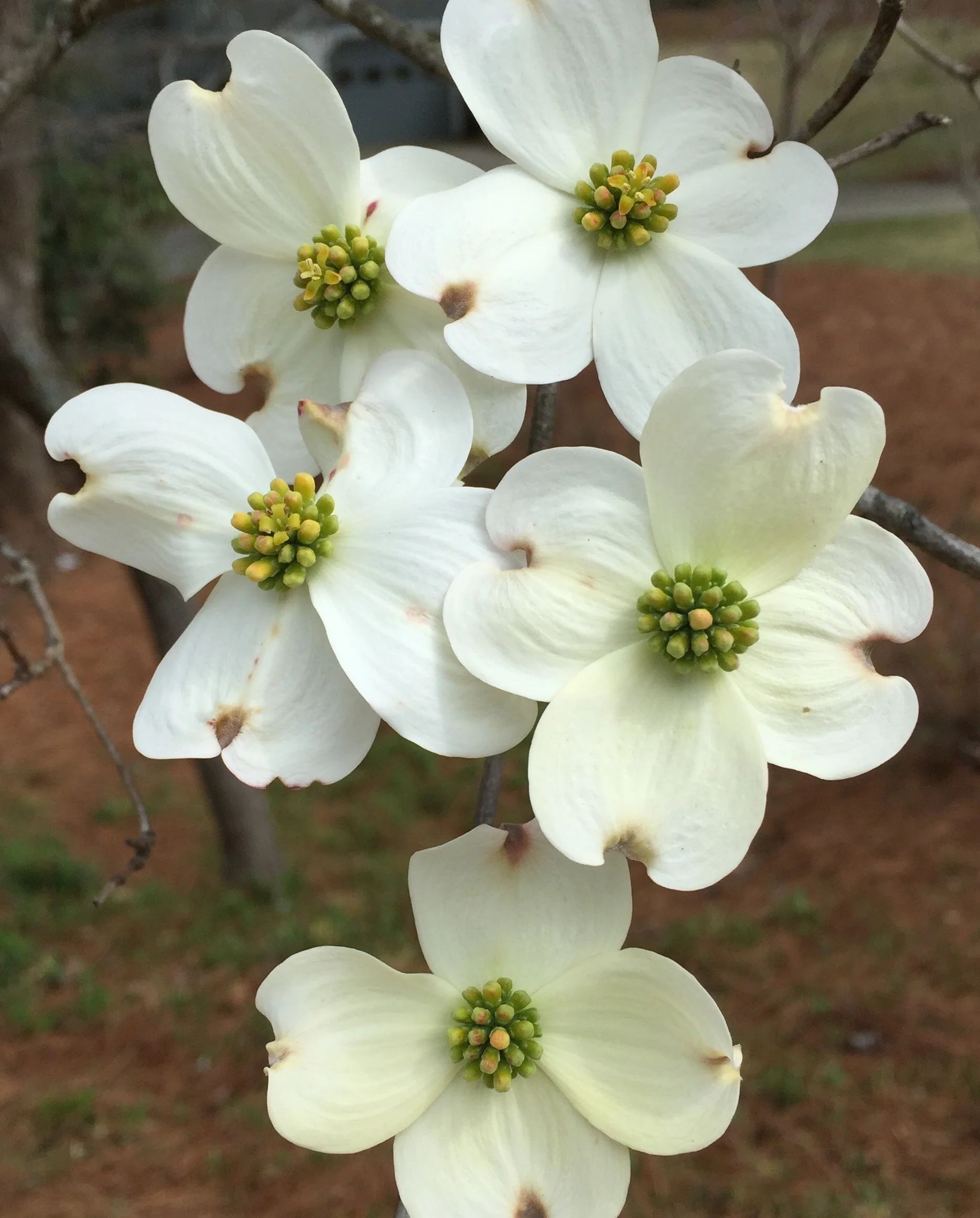 white-dogwood-blossoms.jpg