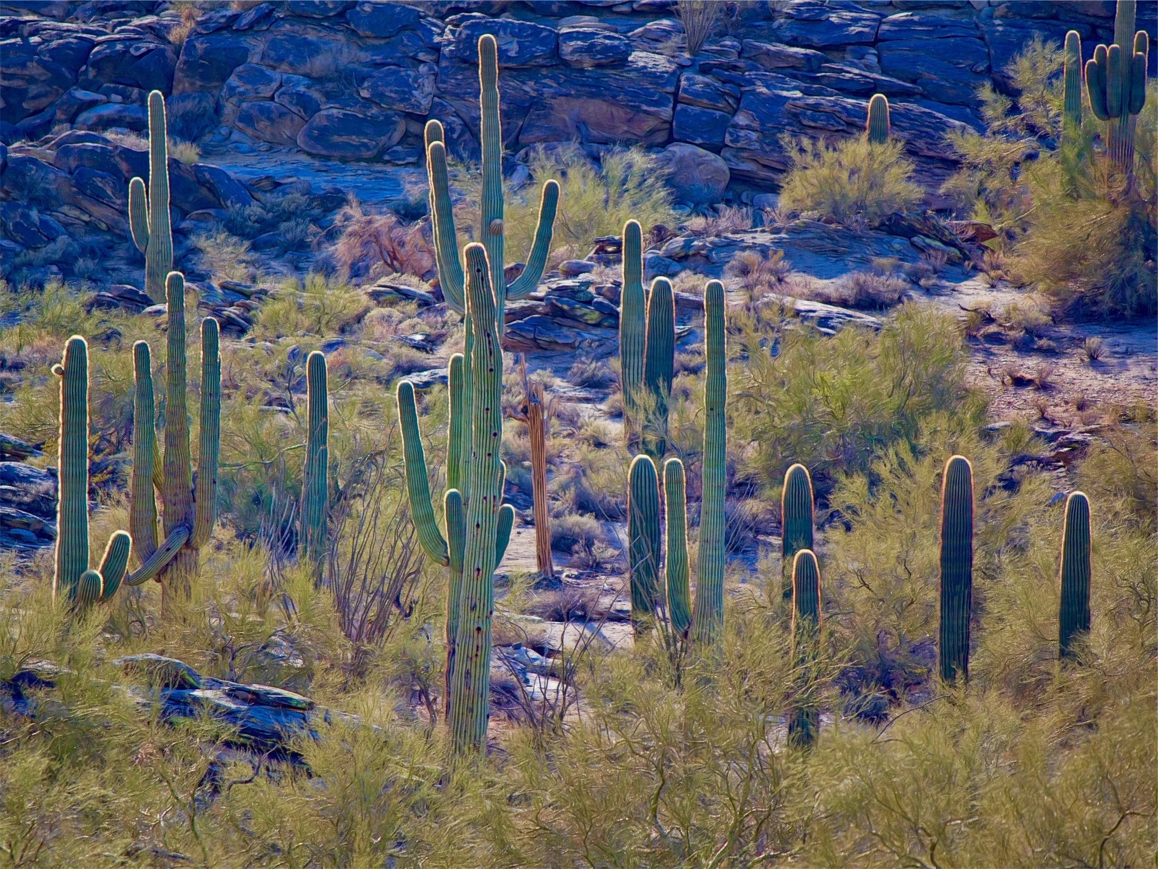 desert-cactus.jpg