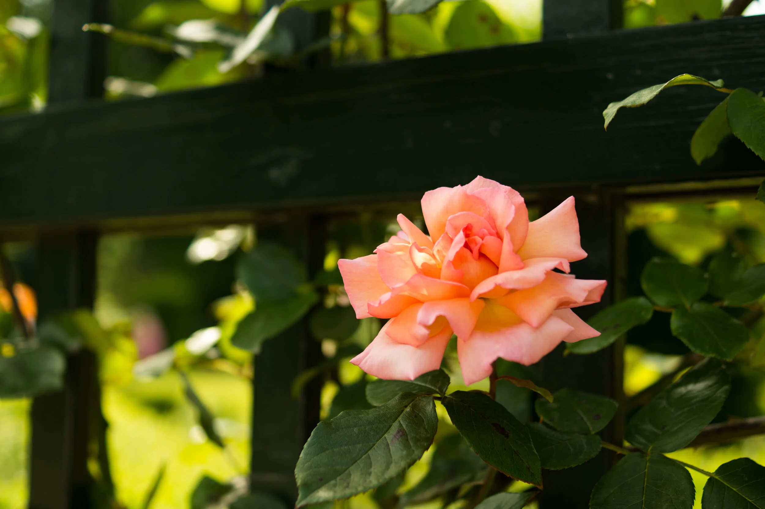climbing-rose.jpg