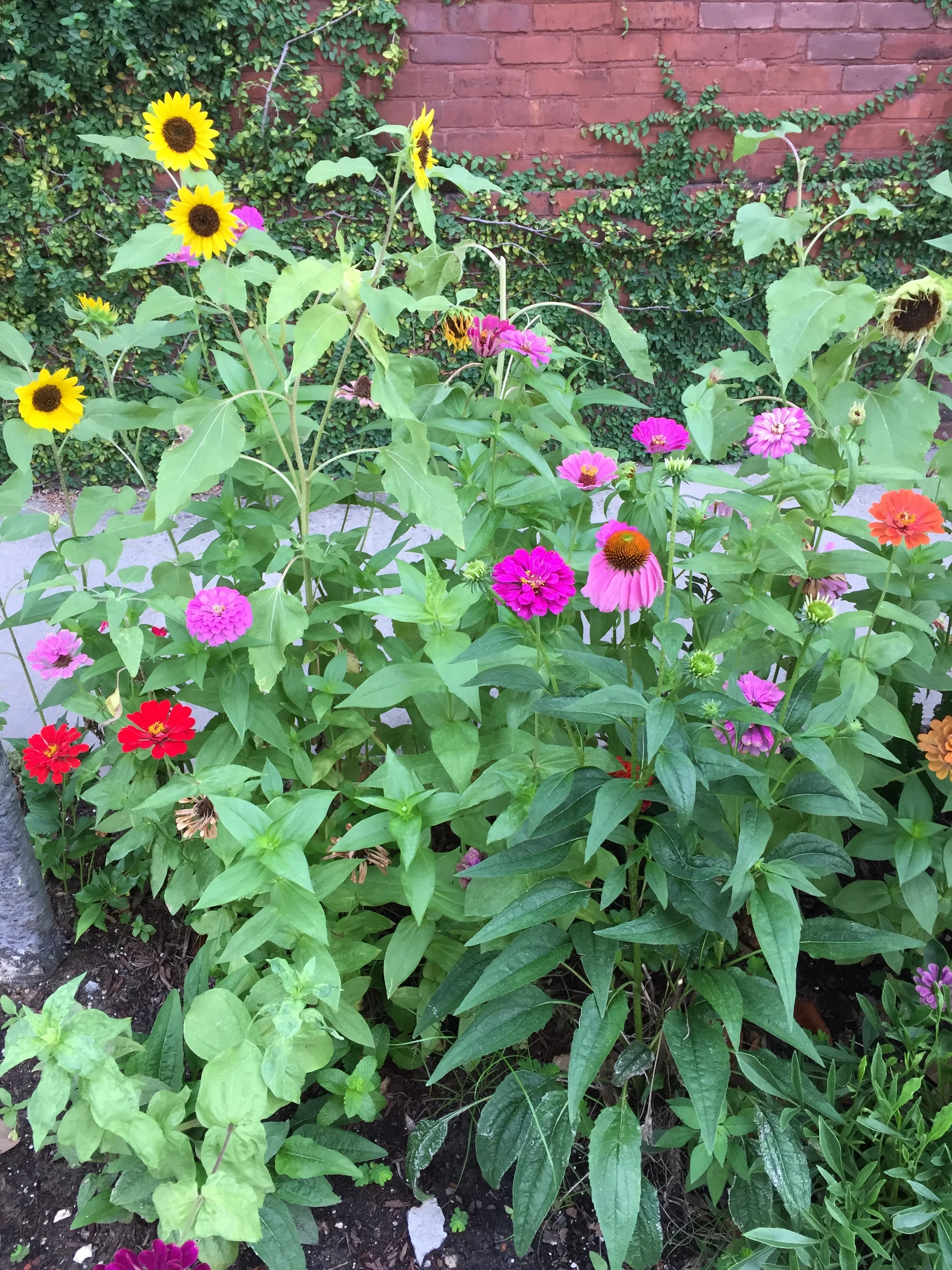 It was tempting to only look up at the historic buildings, which would have meant that I'd have missed these colorful, perky flowers and the green ivy beyond.
