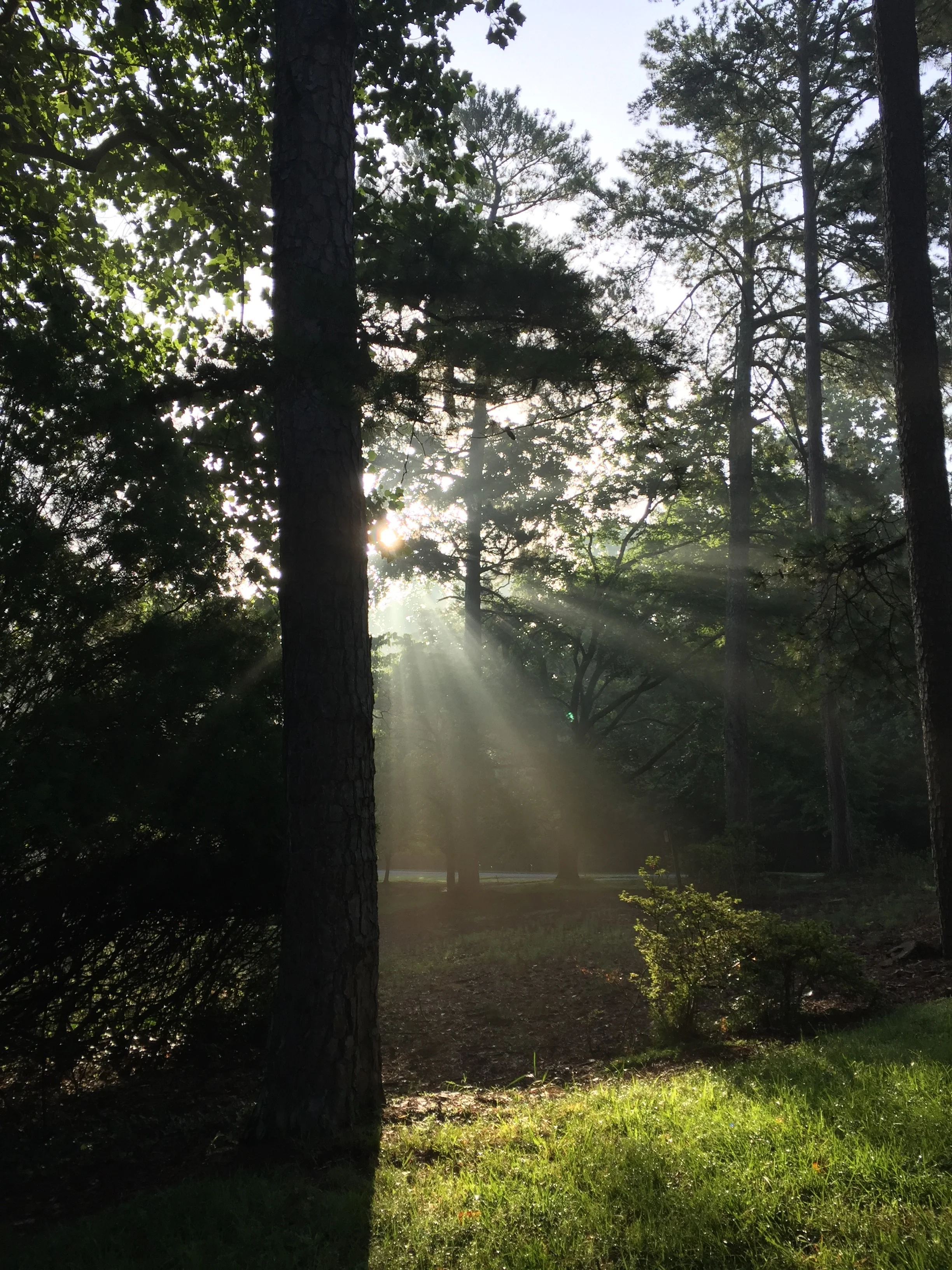 A glimpse of beauty on a morning walk in my neighborhood