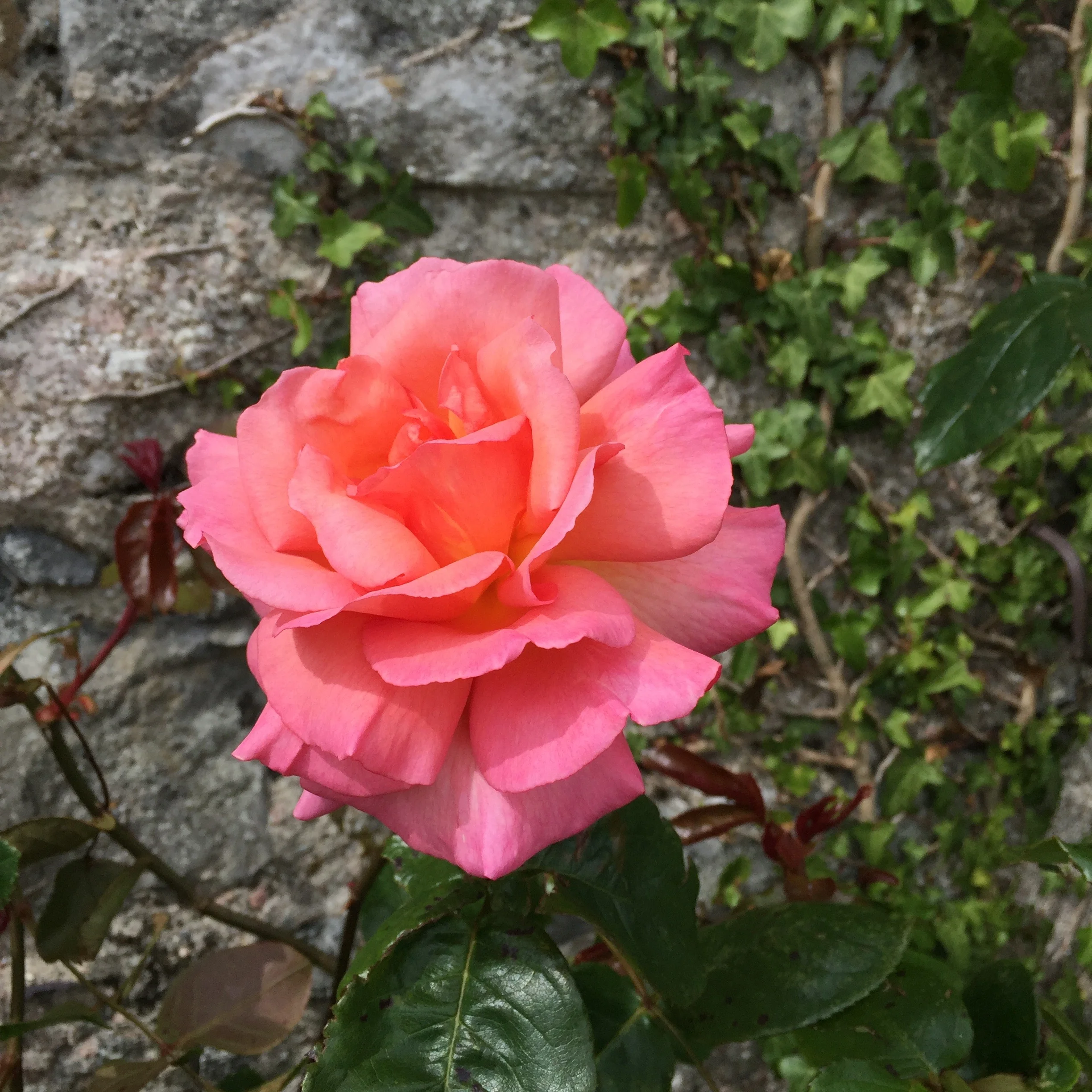 A delicate, colorful rose surrounded by other kinds of beauty.