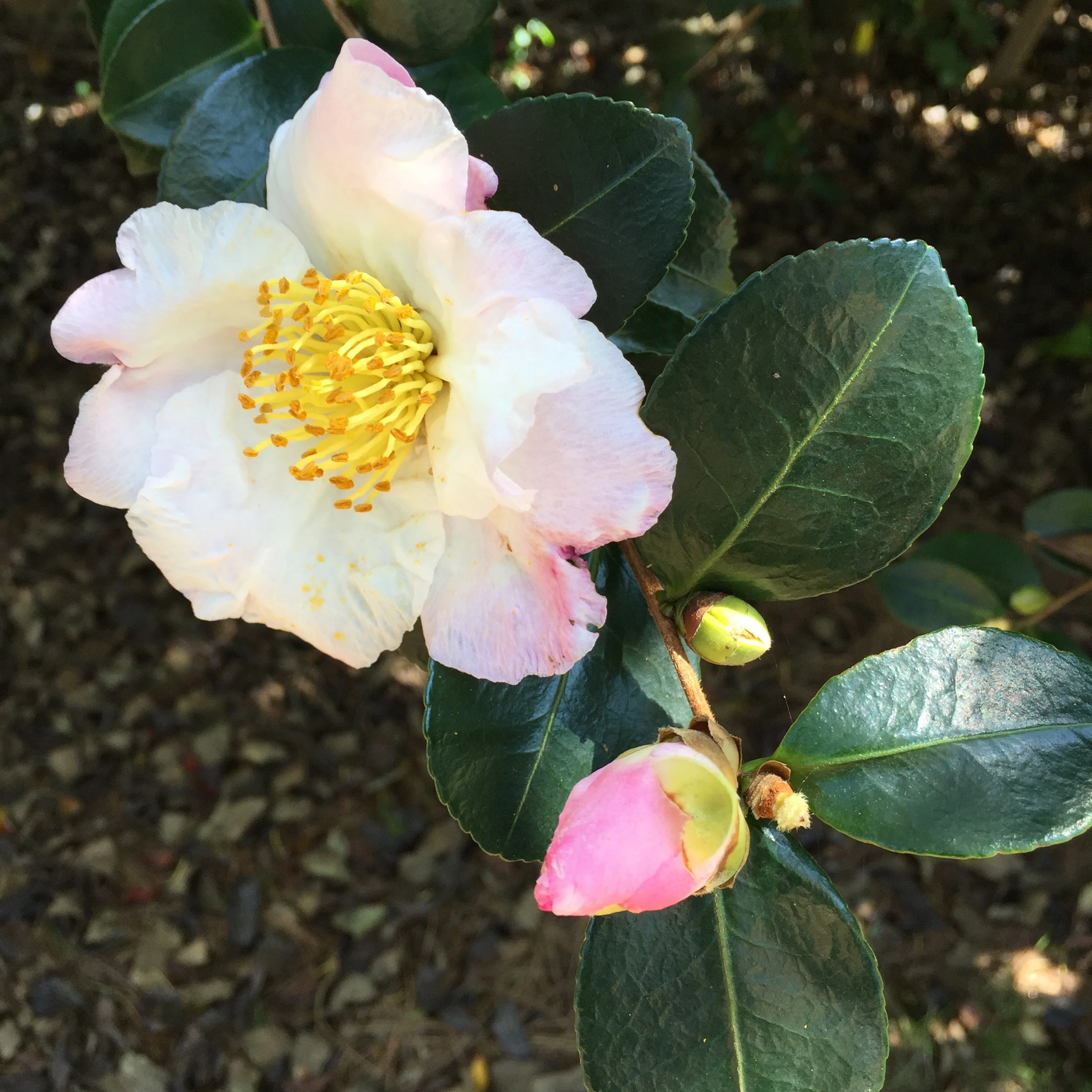 white-camellia-with-bud.jpg