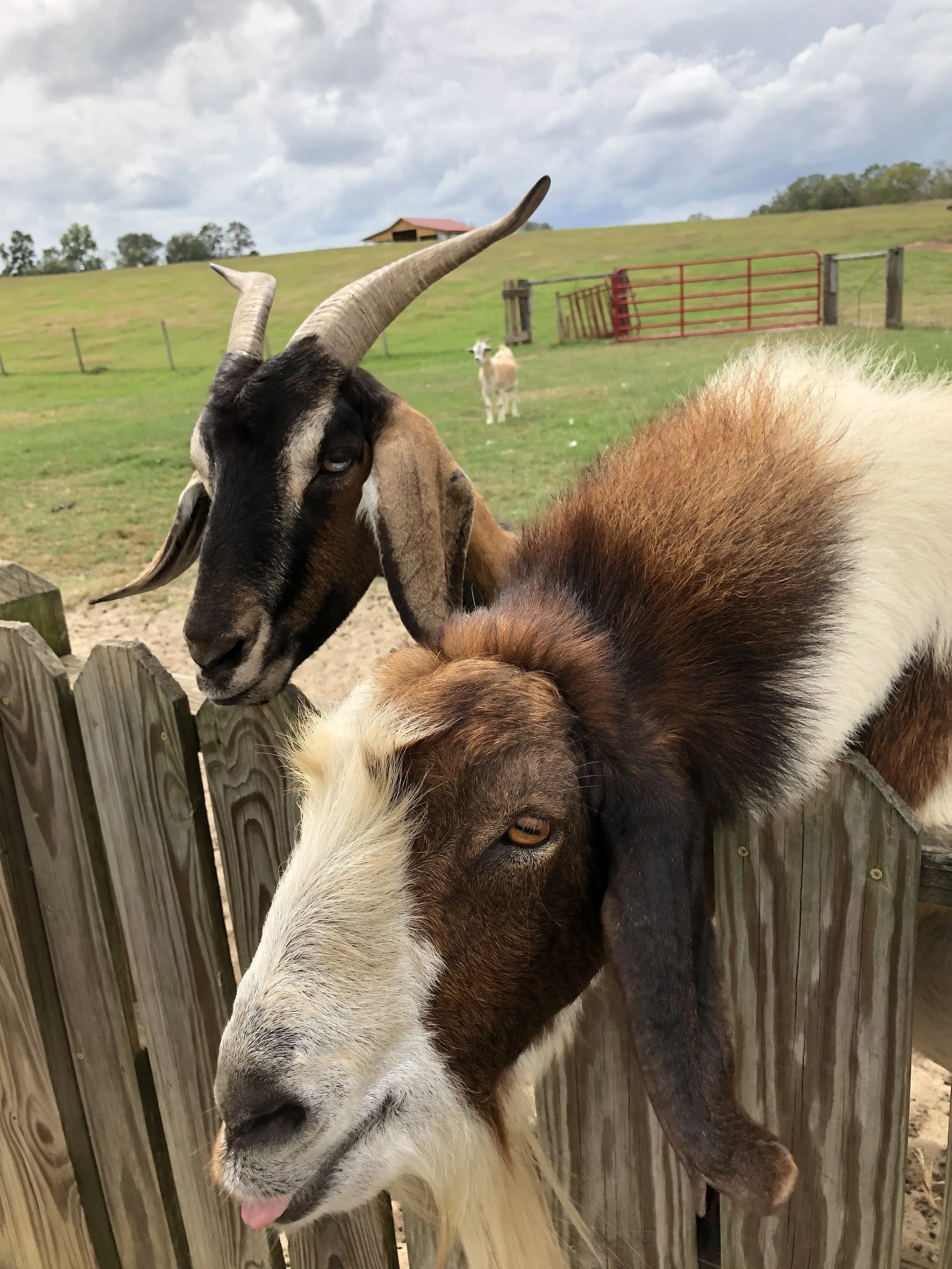 two-goats-at-fence.jpg