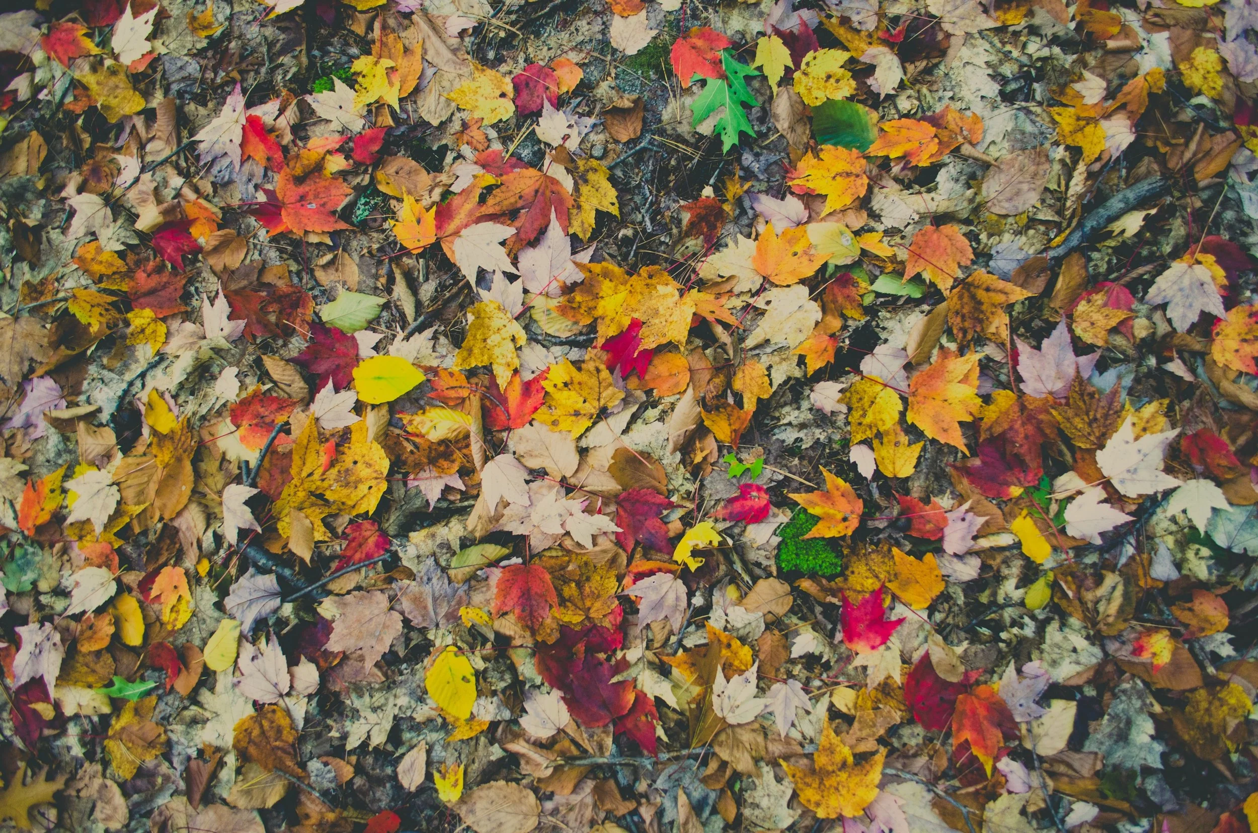 fragrance-of-fall-beauty.jpeg