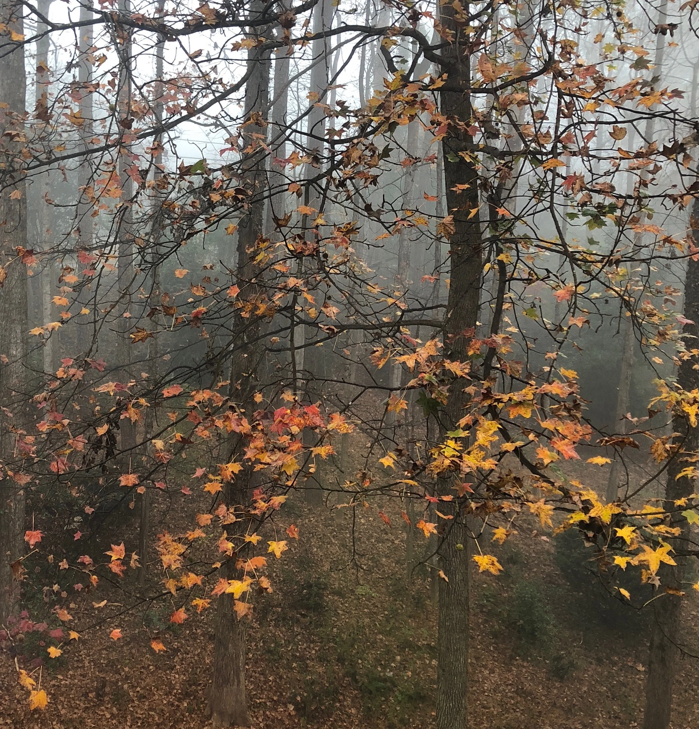 yellow-leaves-fog.jpg