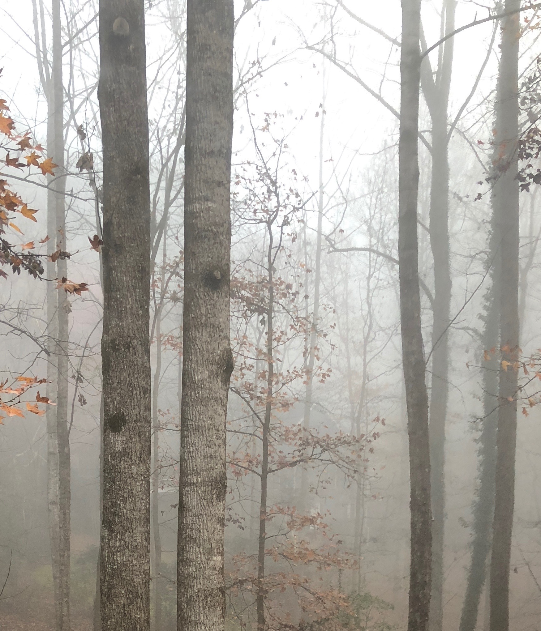 In the Fog