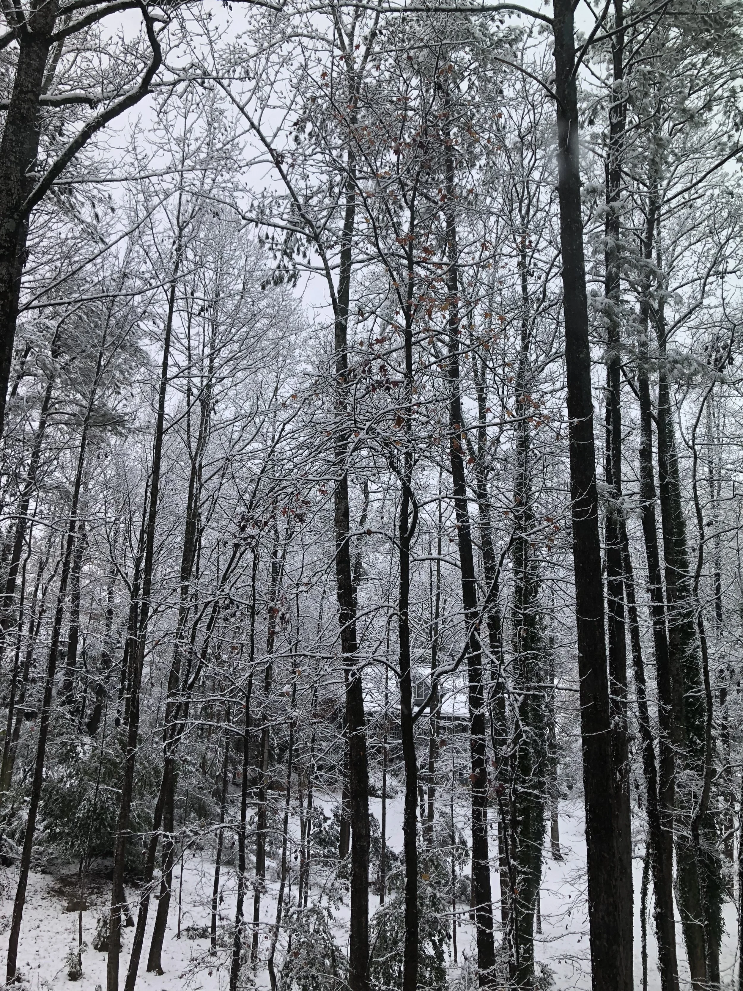 Winter Wonder