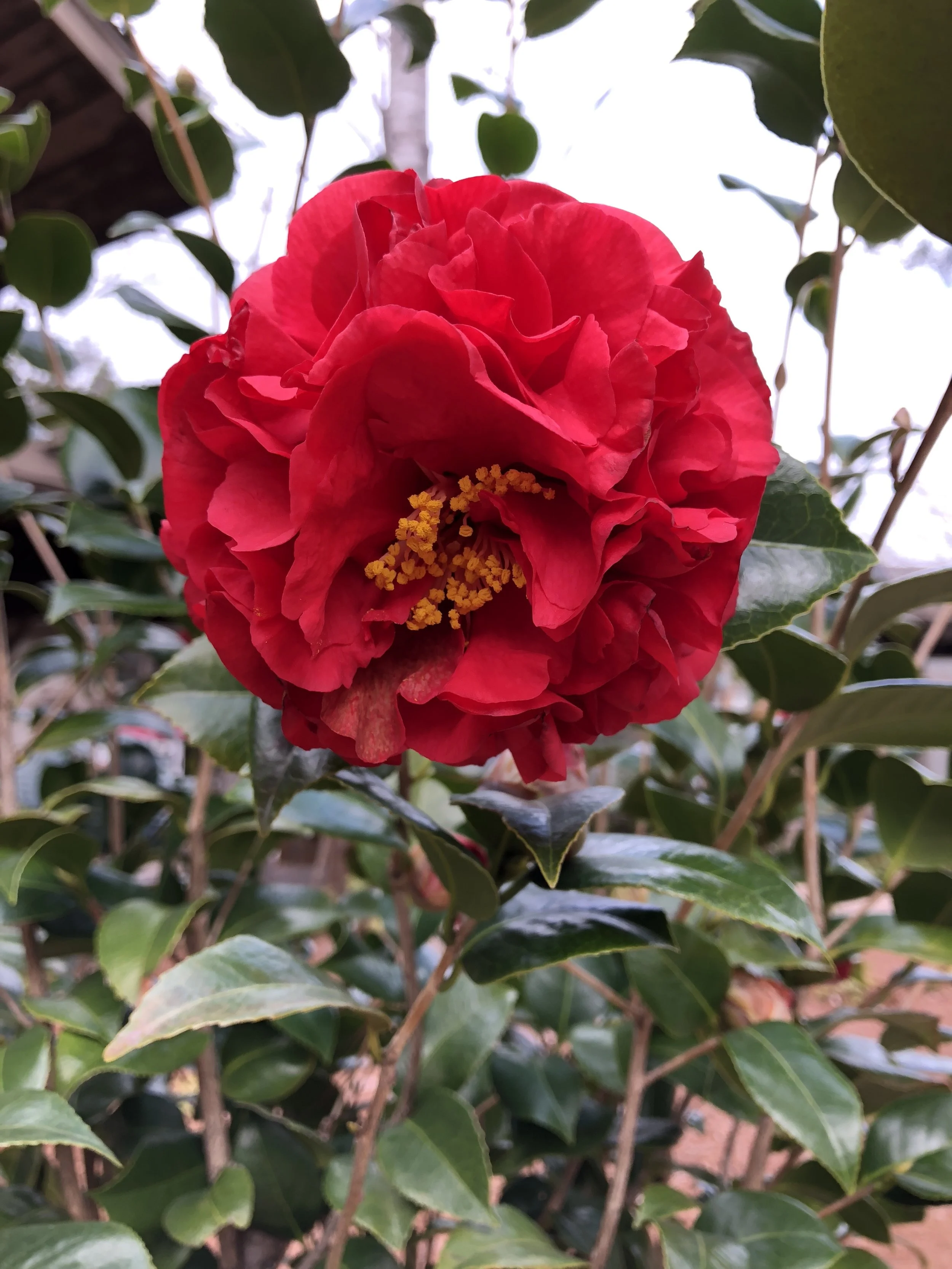 A camellia bursting with color on a gray, overcast day at Callaway Gardens. 