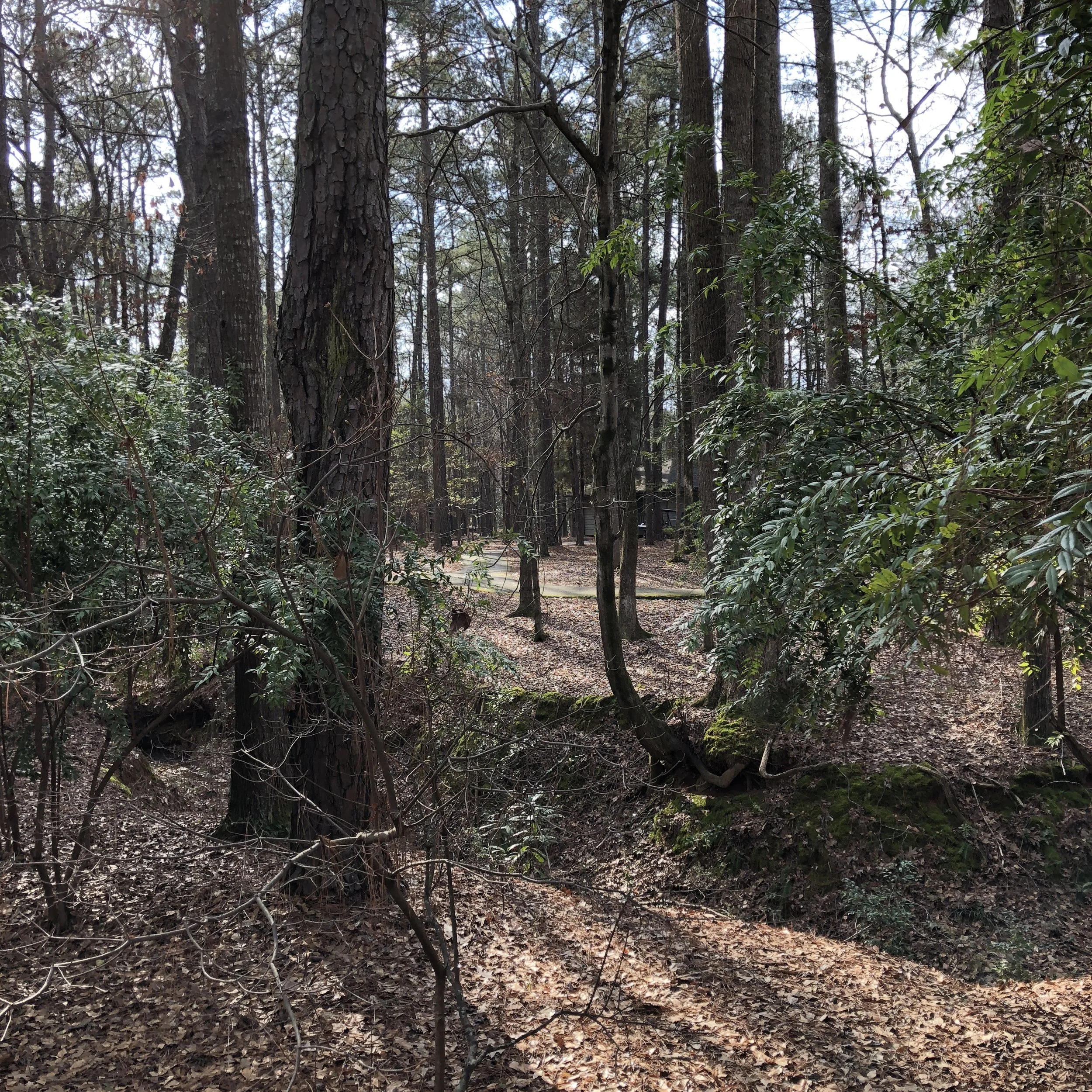 Cottages and villas are nestled in a woodsy setting like this. This creek bed caught my eye on an early-morning walk. 