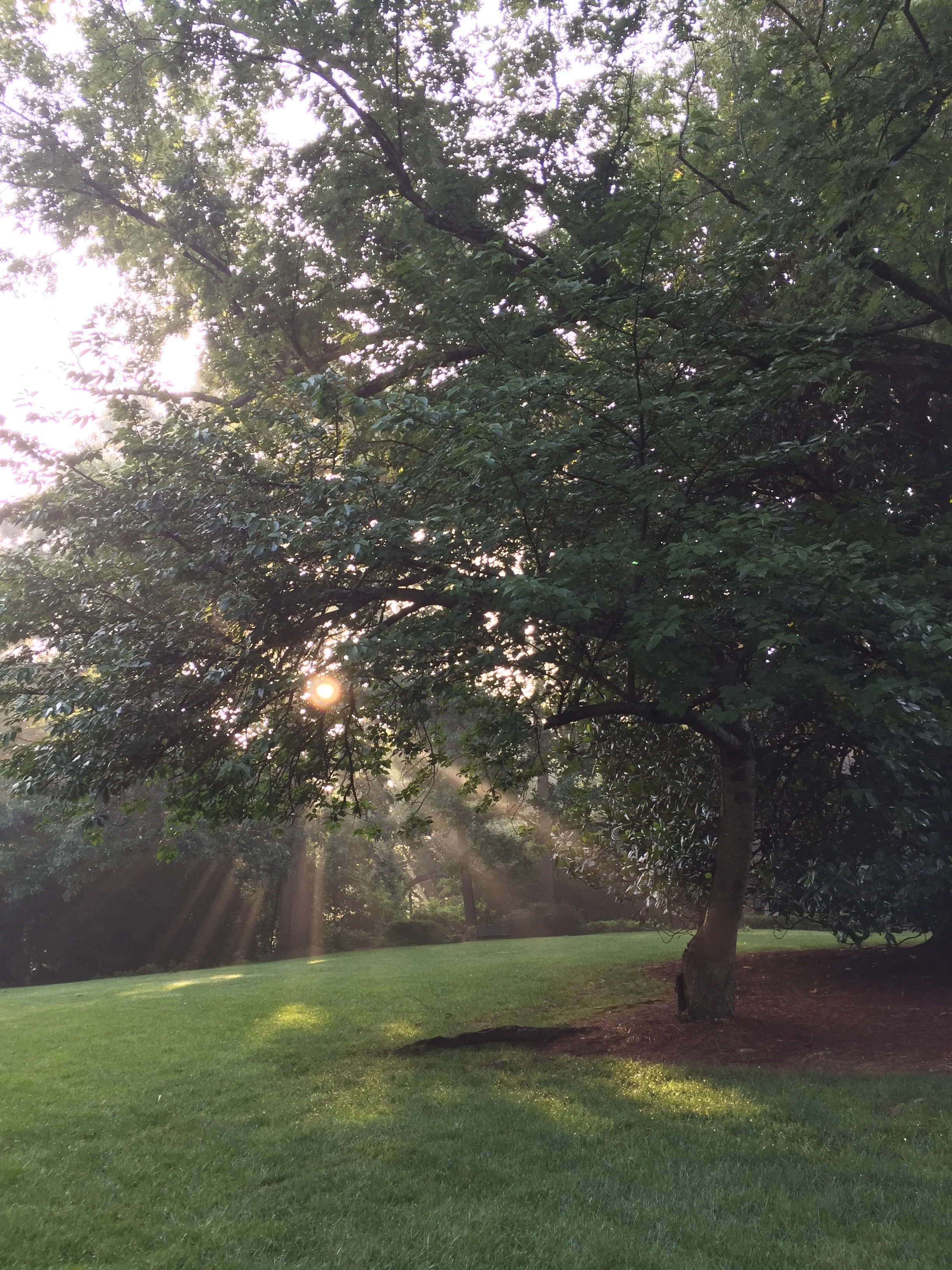 glimsen-sunlight-through-branches.jpg