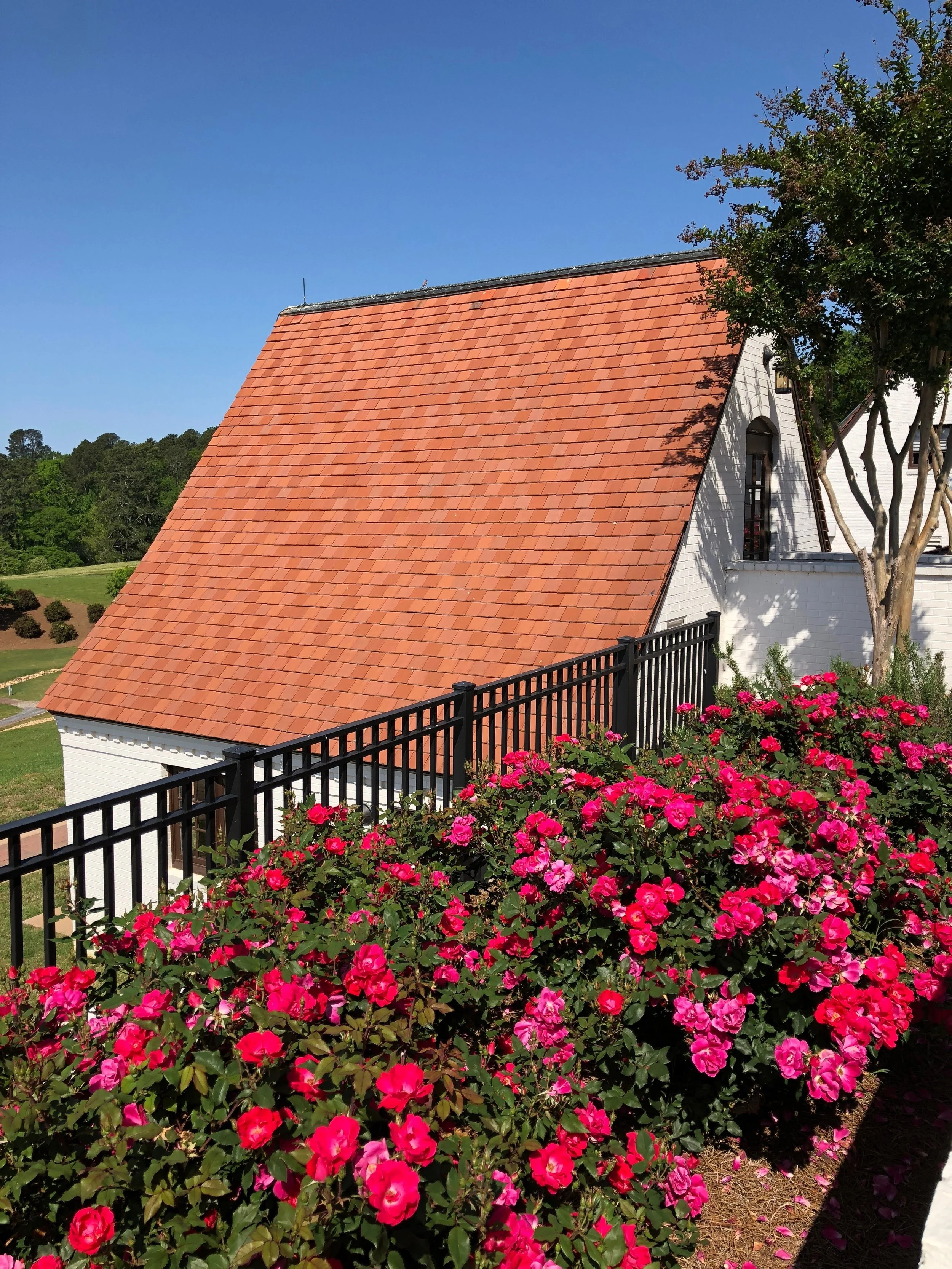 Brilliant roses against the white brick and red tile roof