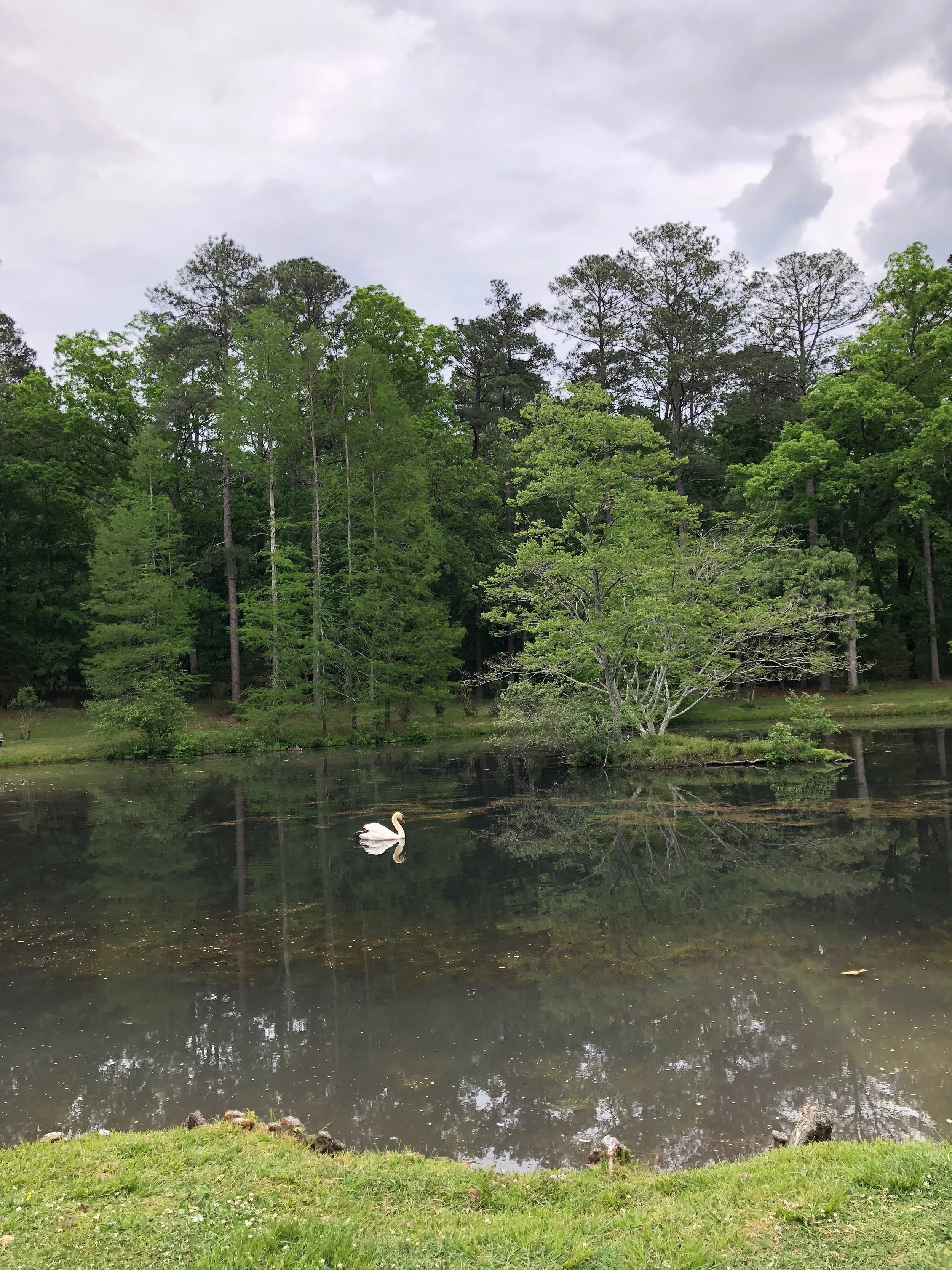 swan-on-lake.jpeg