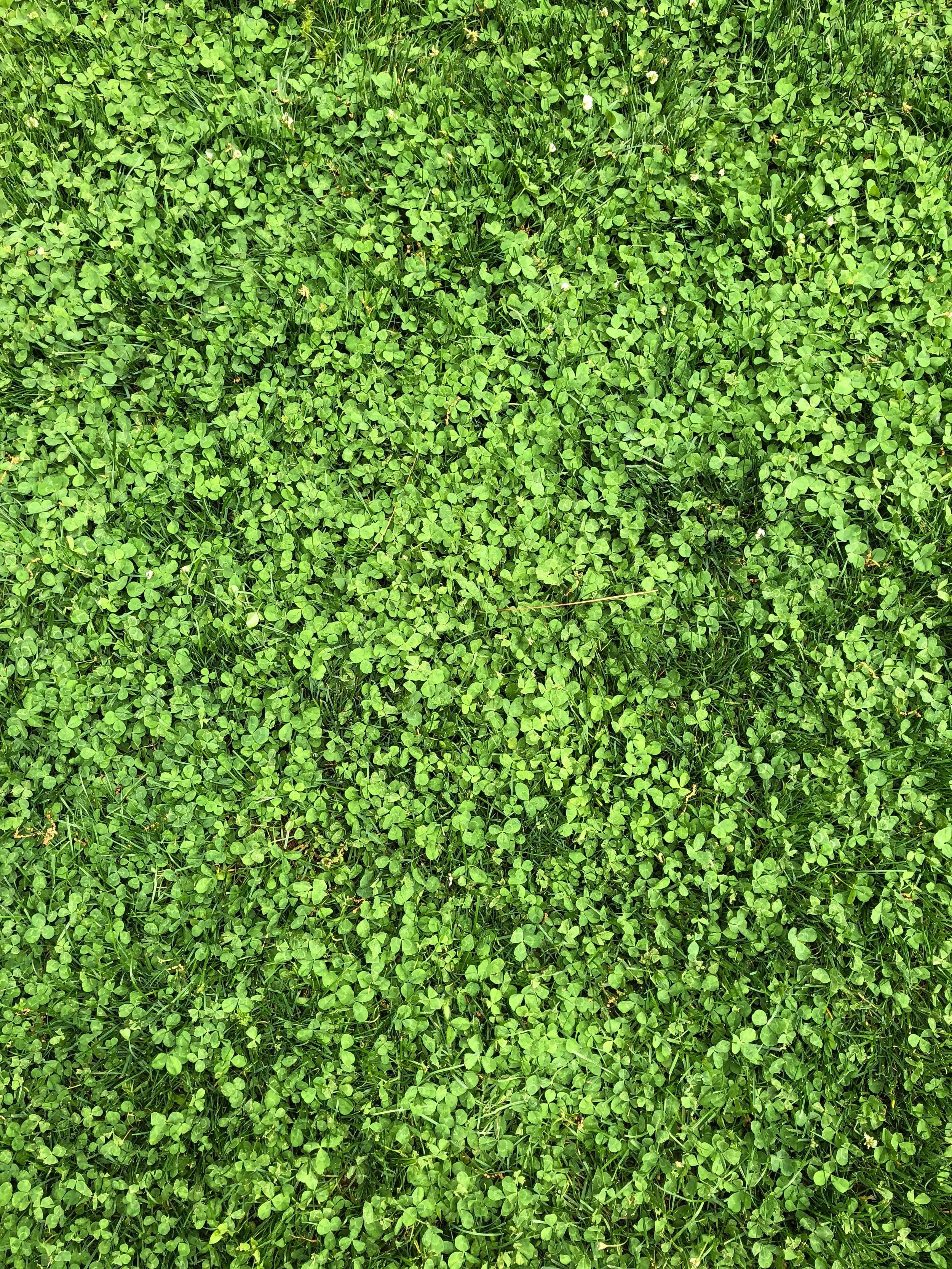 Three Ways to Take Delight in the Beauty of Summer