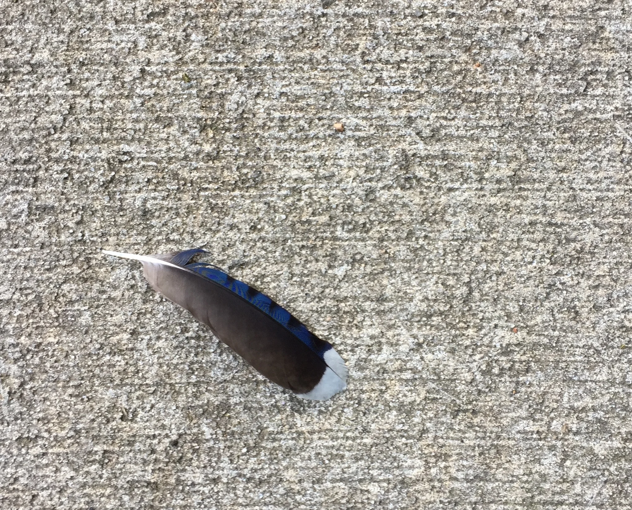 Spotted this on a walk with some friends