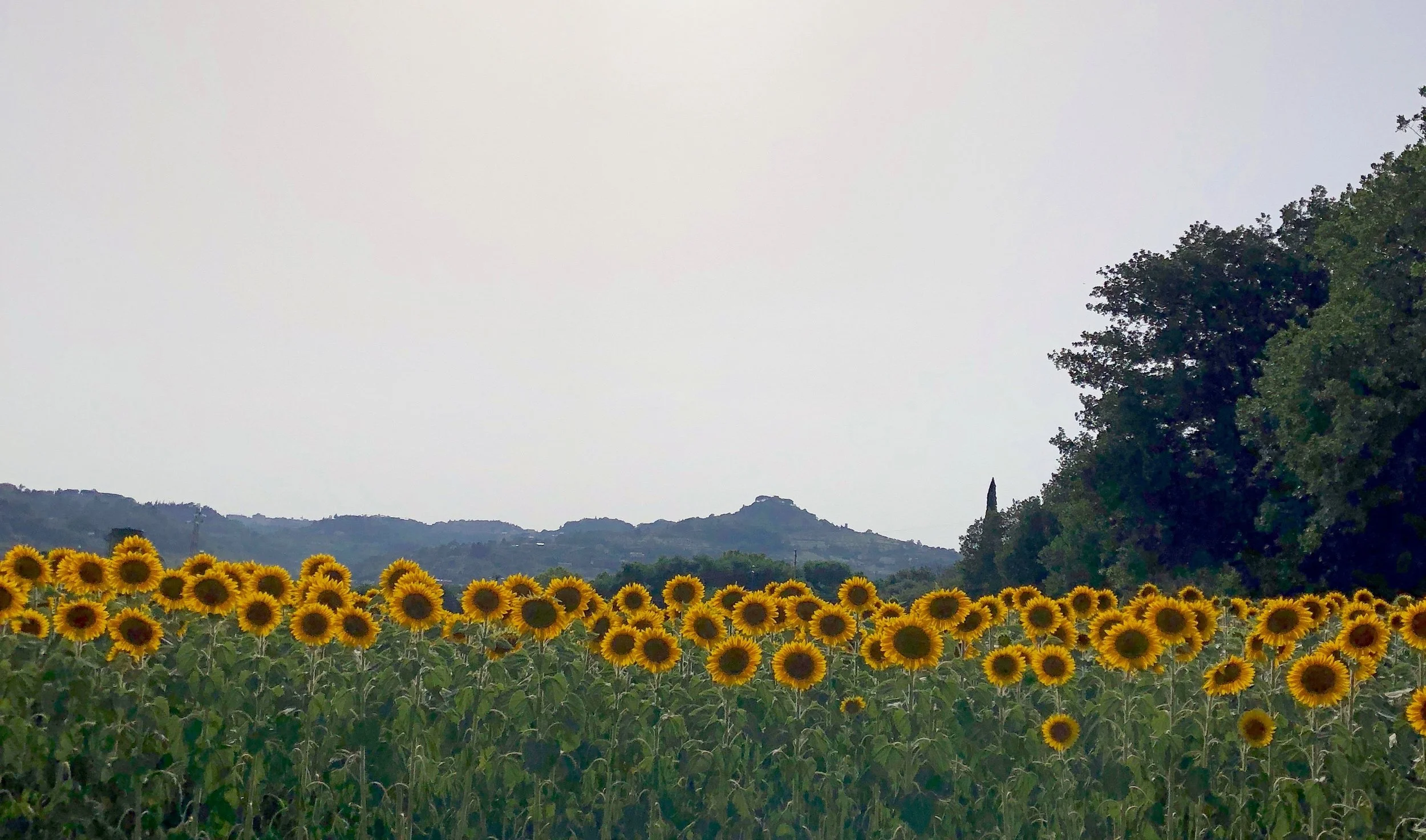 A sunflower field not far from the highway in Umbria, Italy.