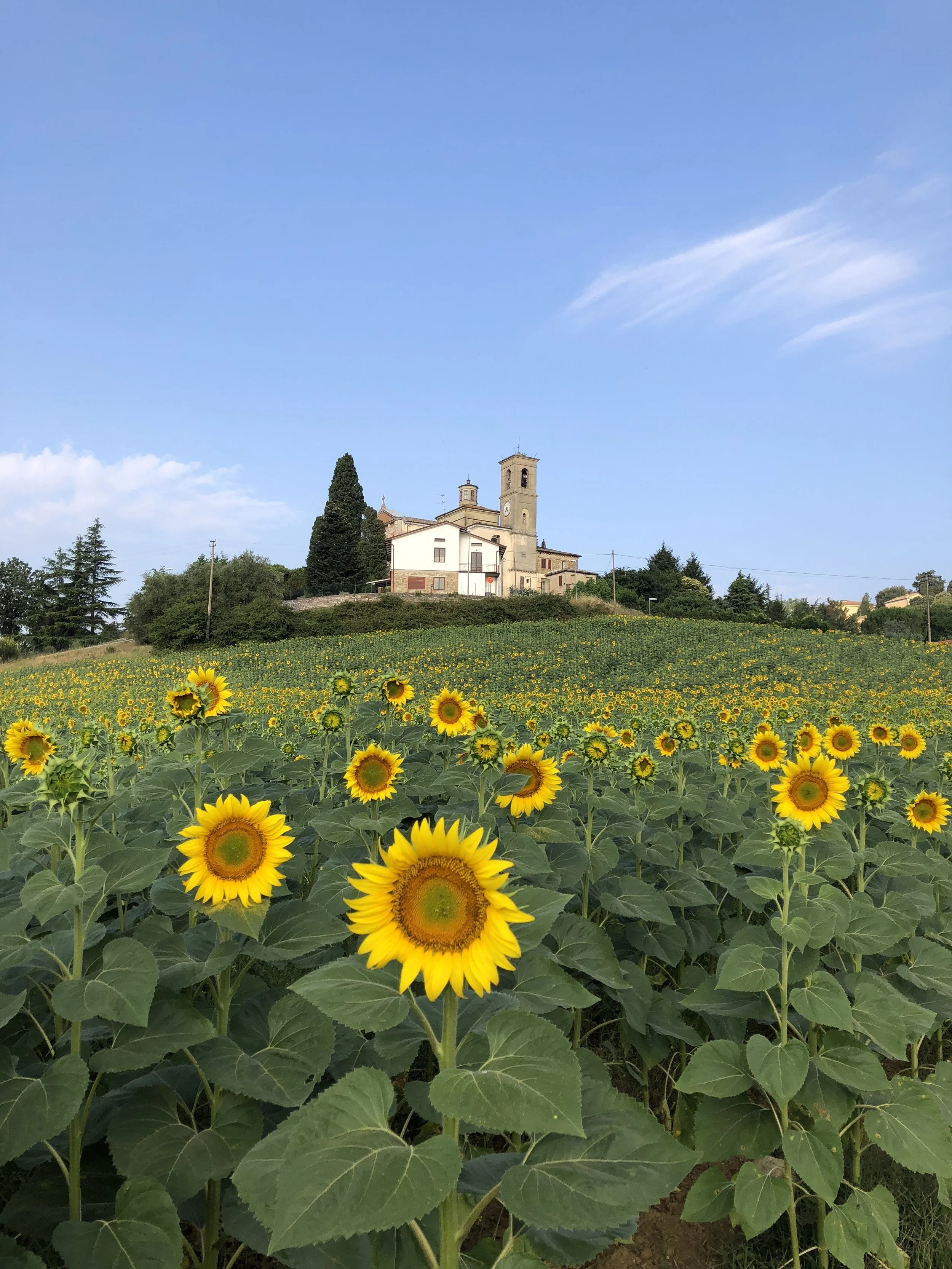 sunflower-field-3-umbria.jpg