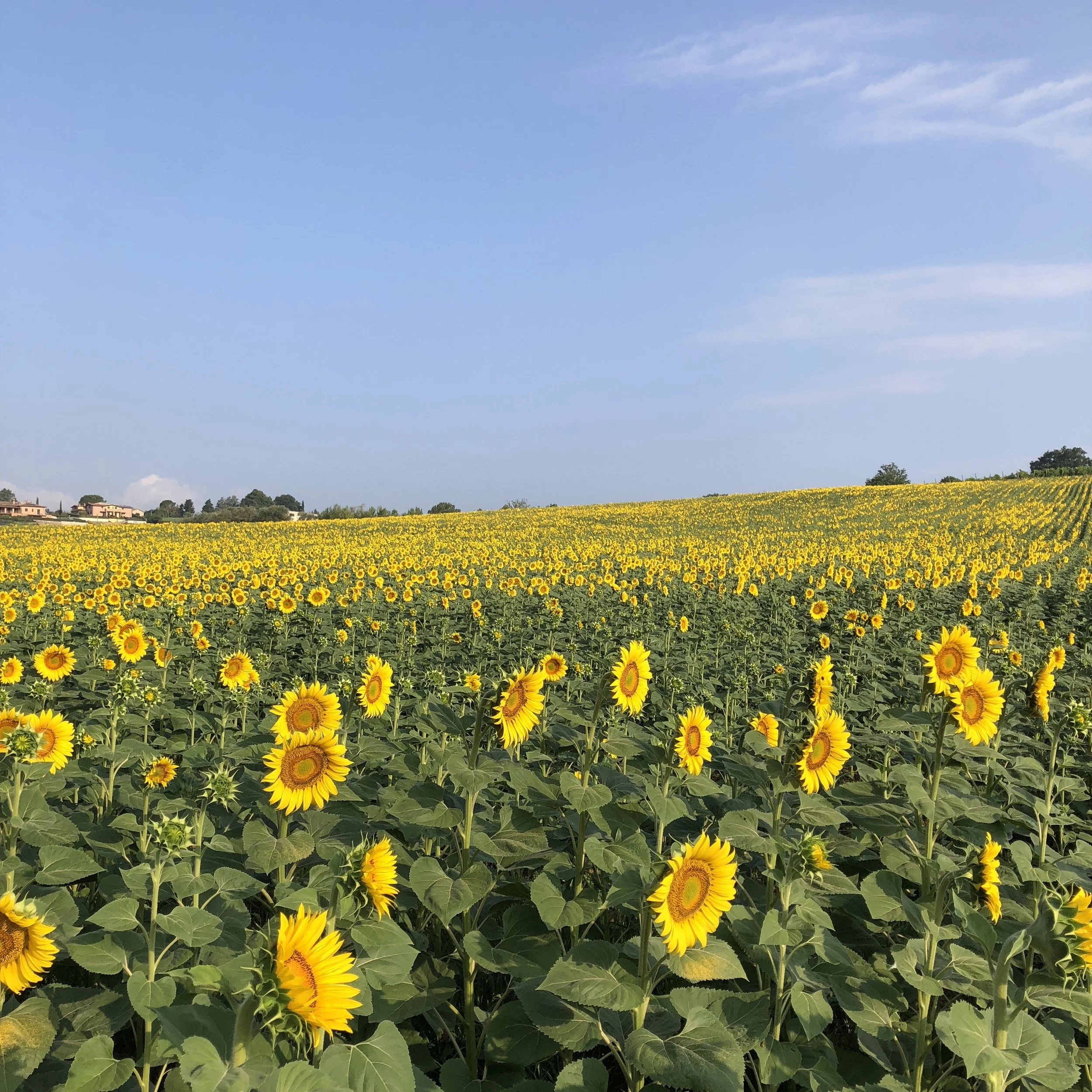 large-sunflower-field-umbria.jpg
