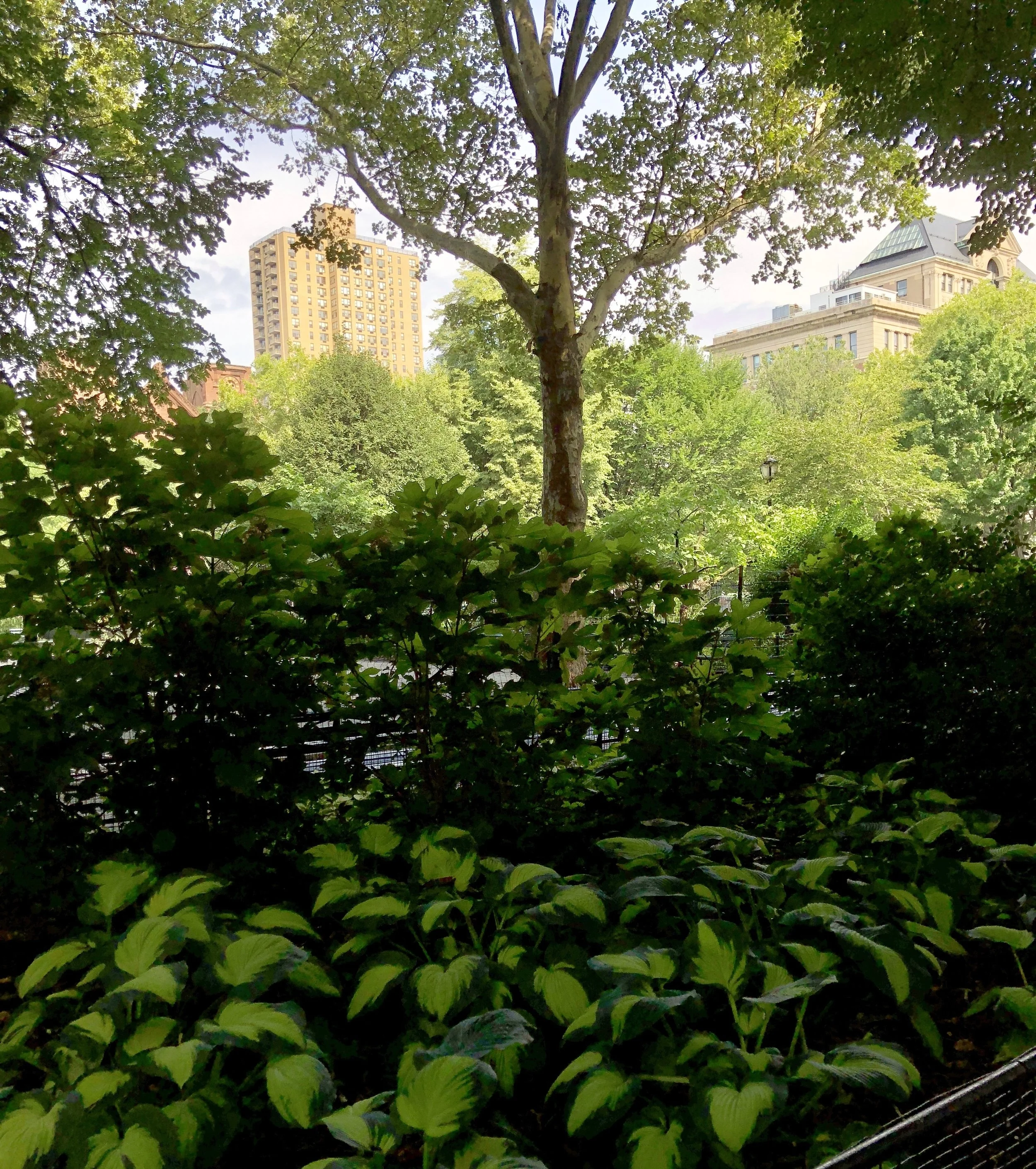 Glimsen-NYC-hostas-building.jpg