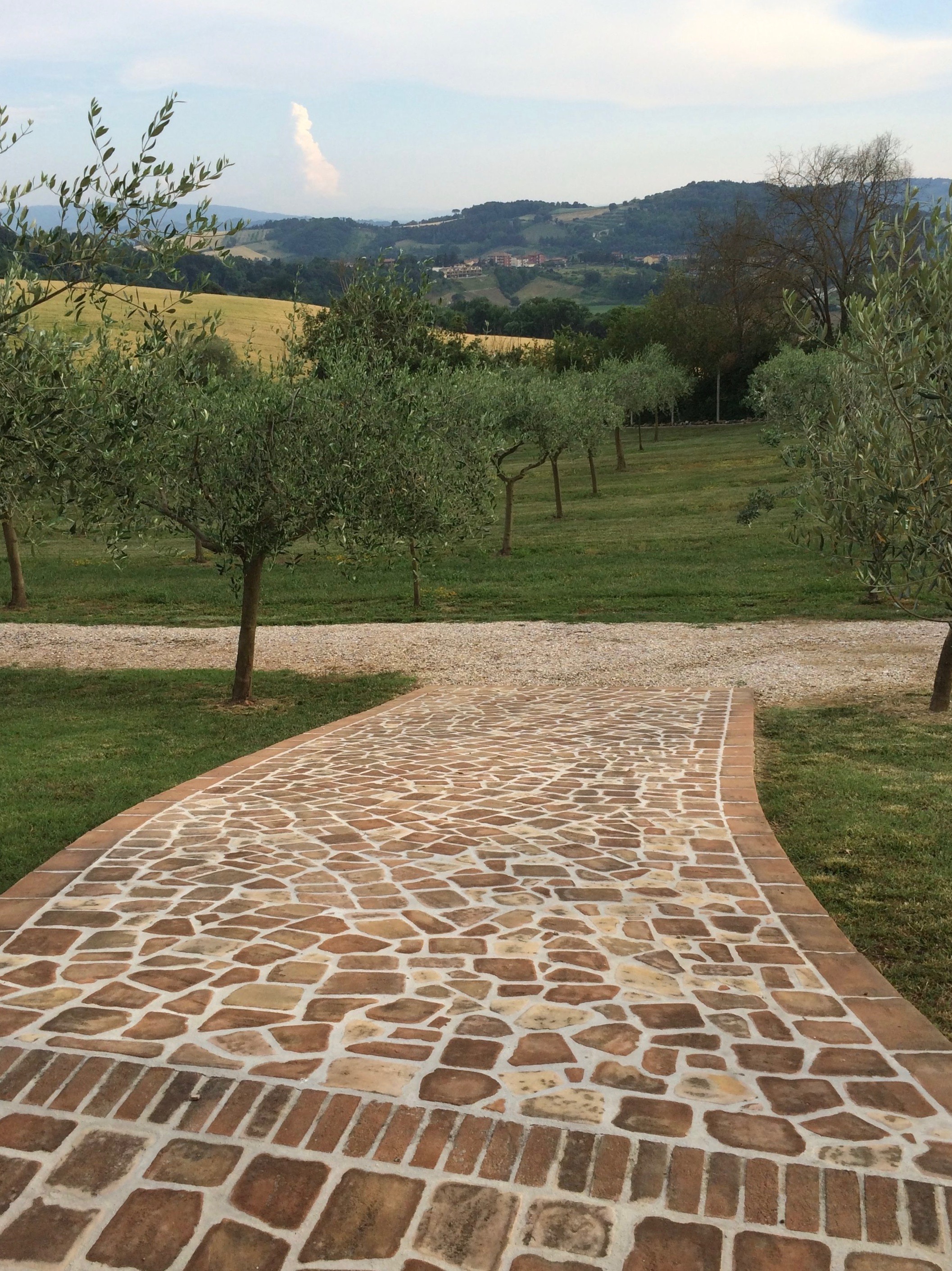 Our friends' olive grove in Umbria, Italy