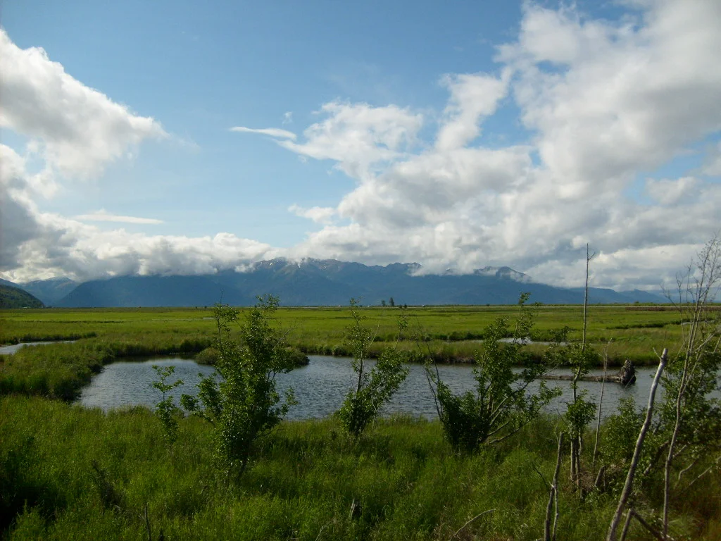 Alaska: Mountains, A Marsh, and Moose in the Neighborhood