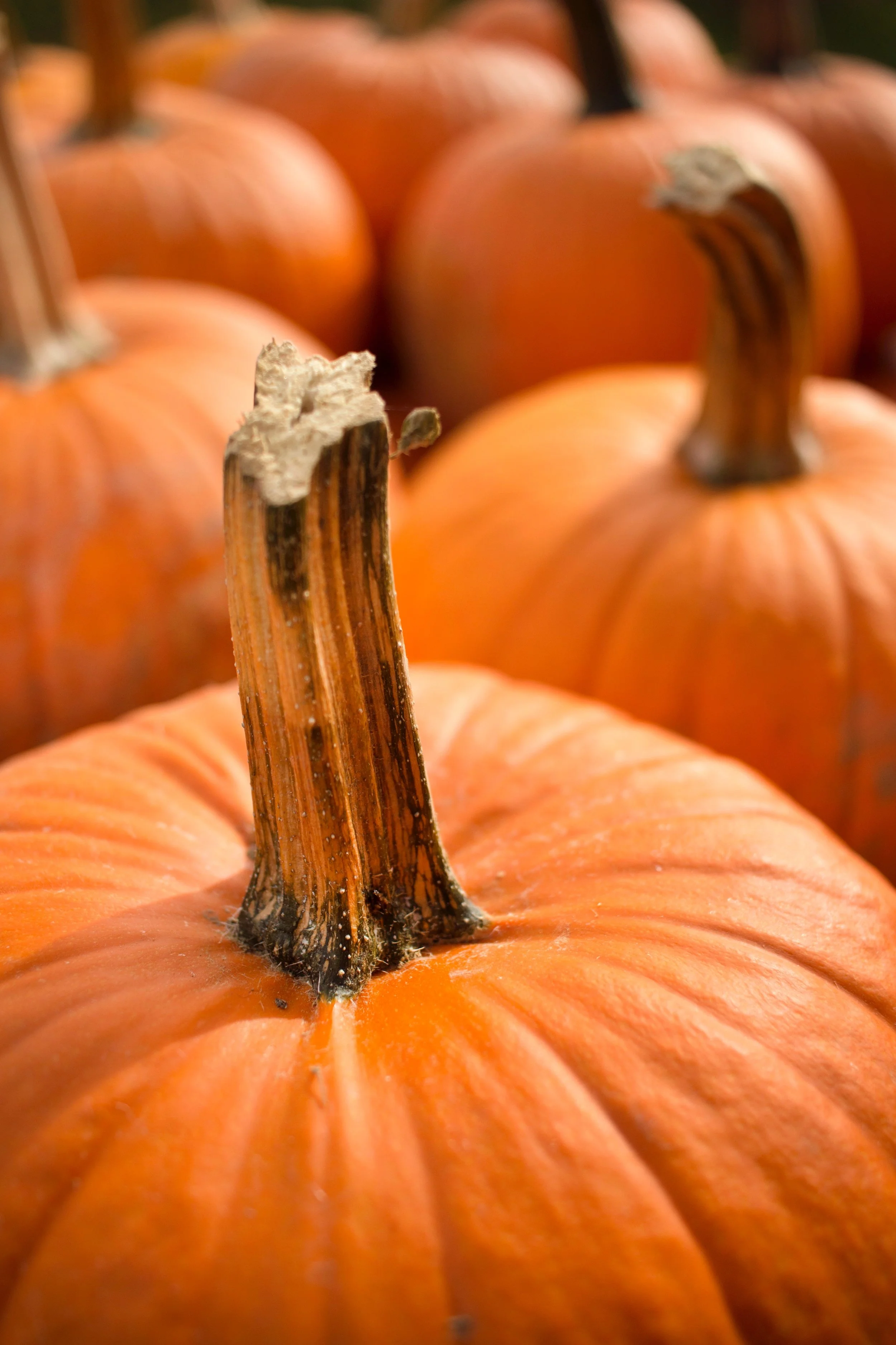 Glimsen-pumpkins.jpg