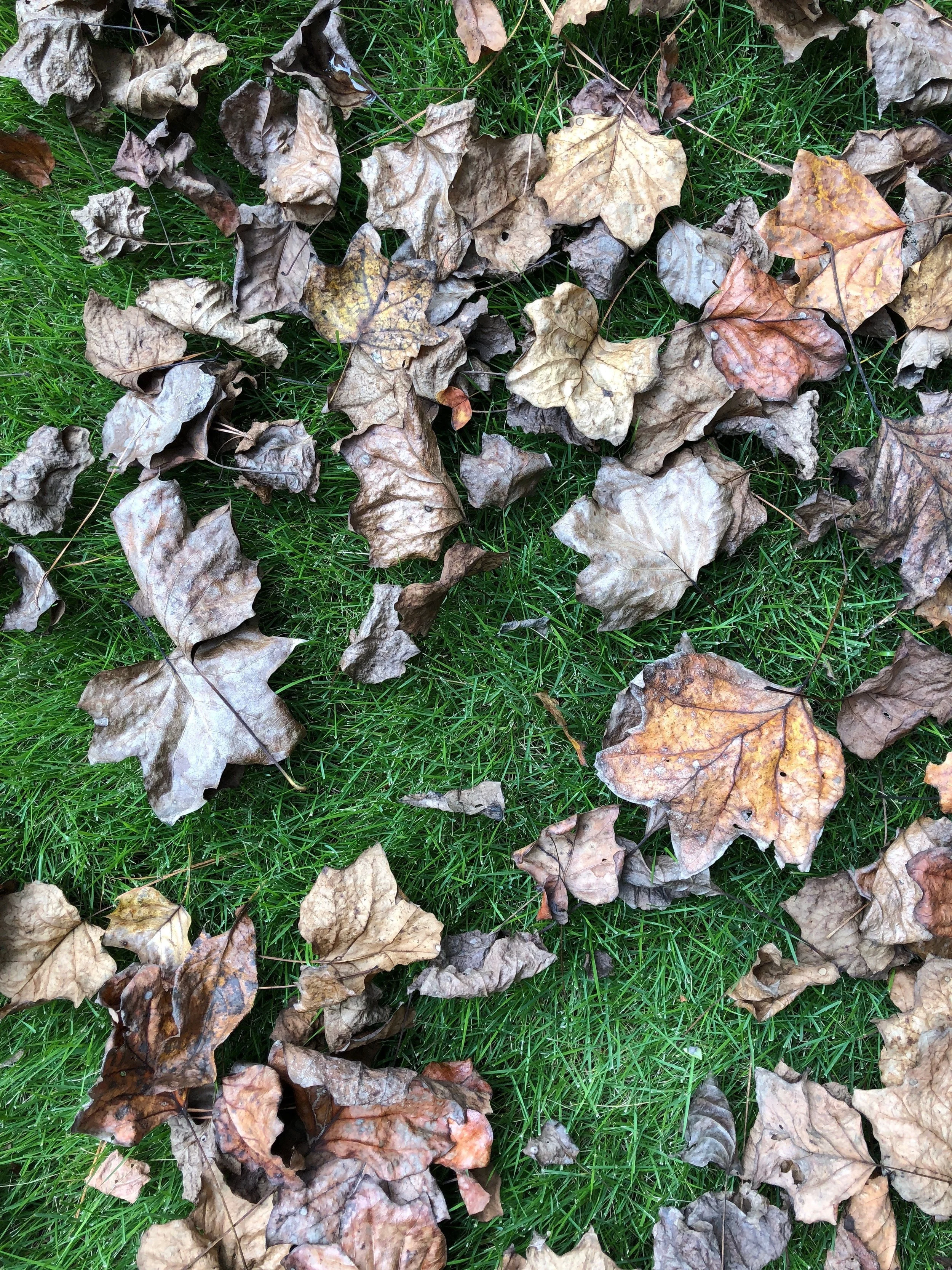 glimsen-brown-leaves-grass.jpeg