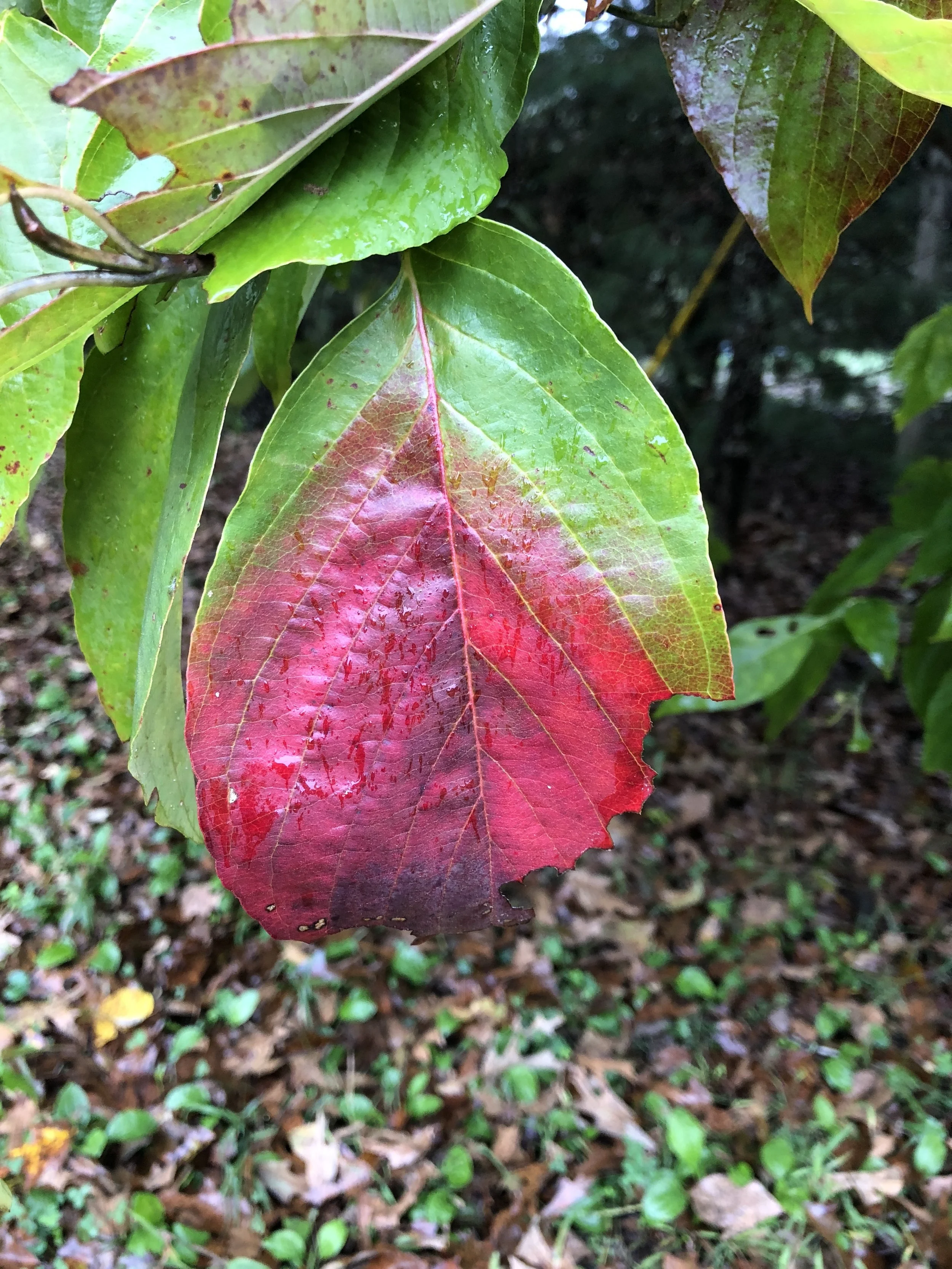 Finding the Colors of Fall