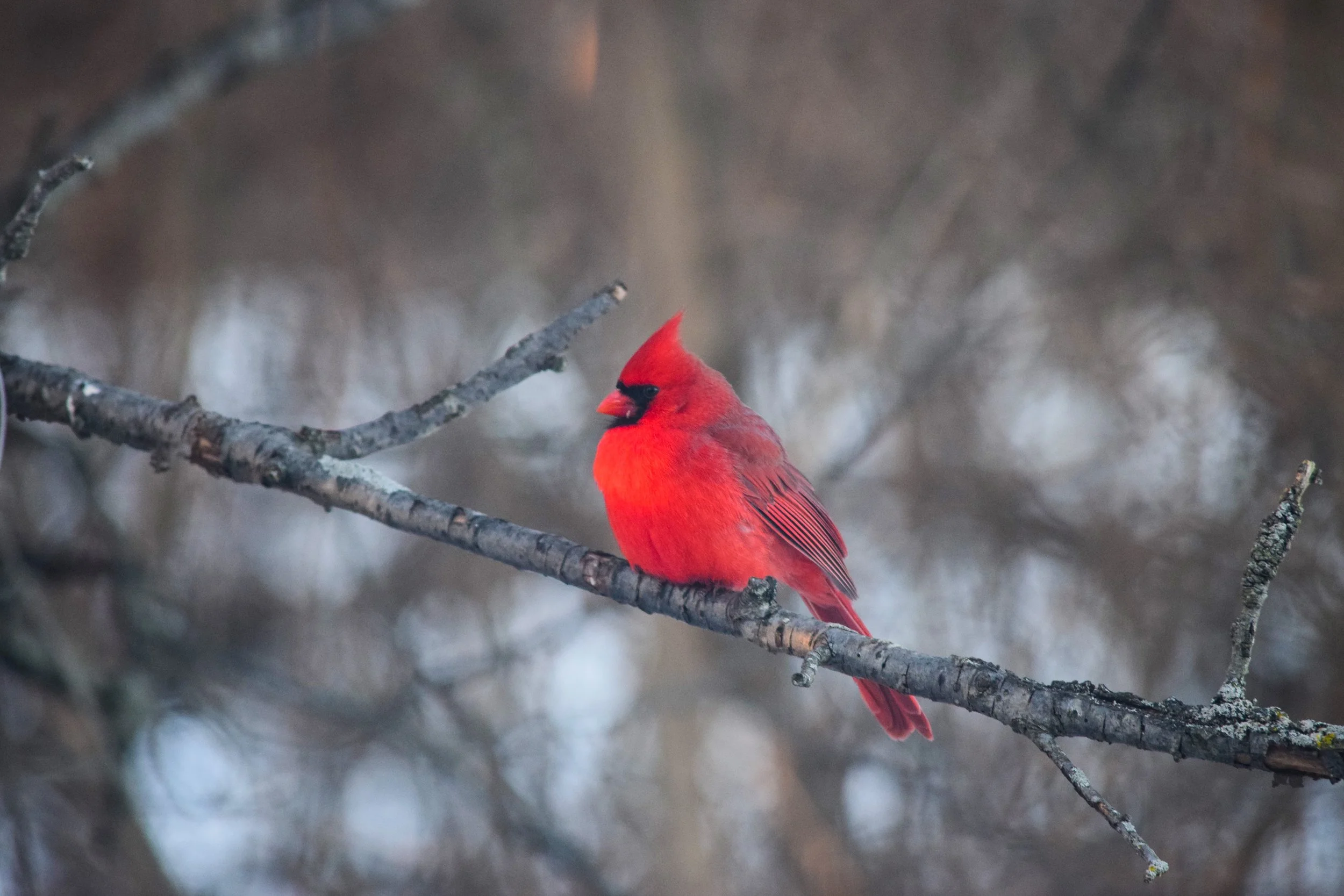 Glimsen-red-cardinal-branch.jpg