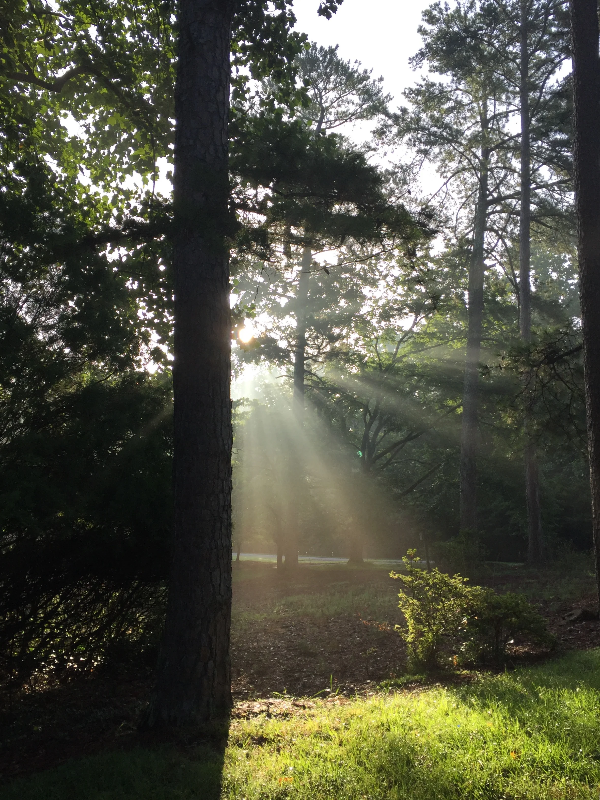 The sun peeked out from behind a tree early one morning on my walk.