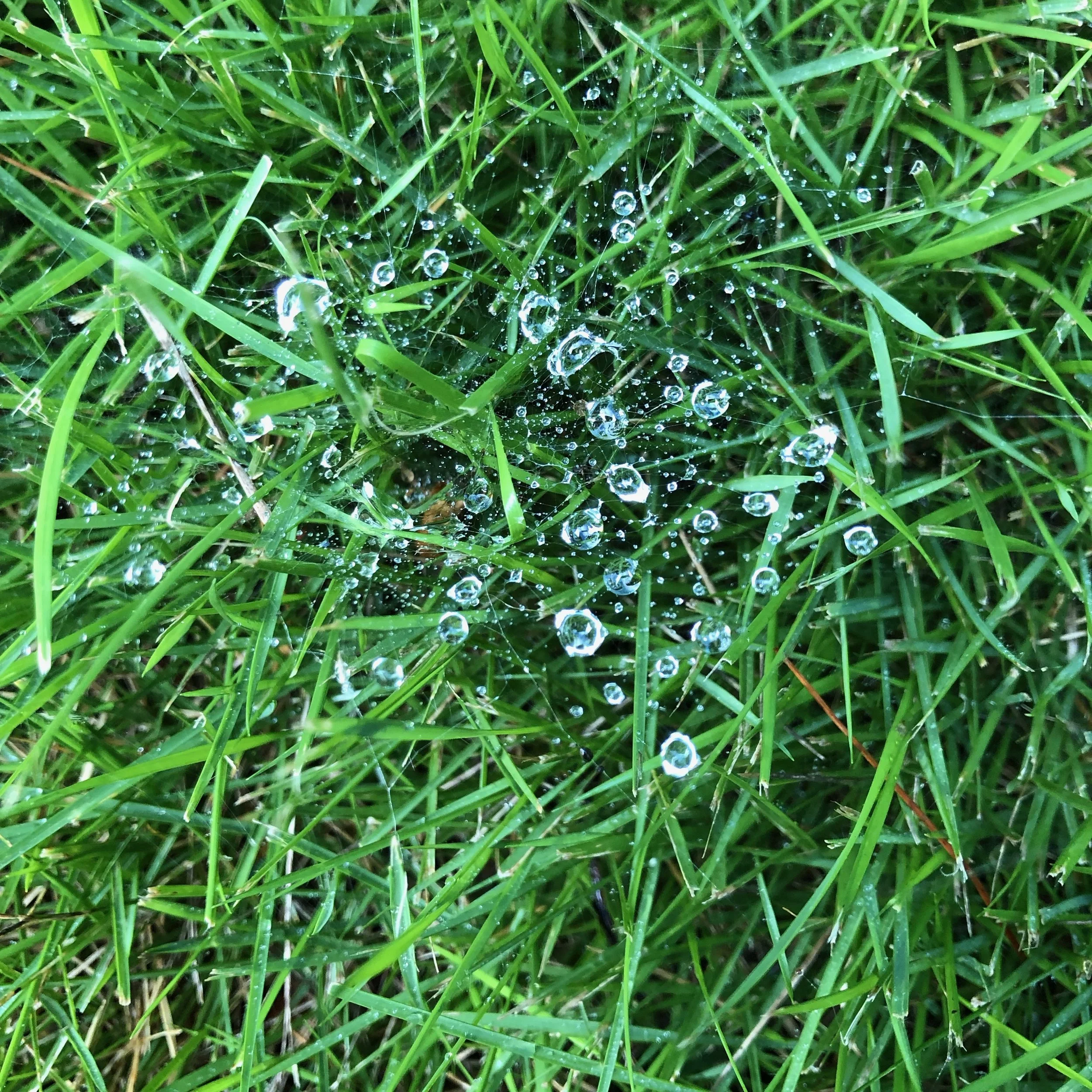 Water drops caught in a spider web.