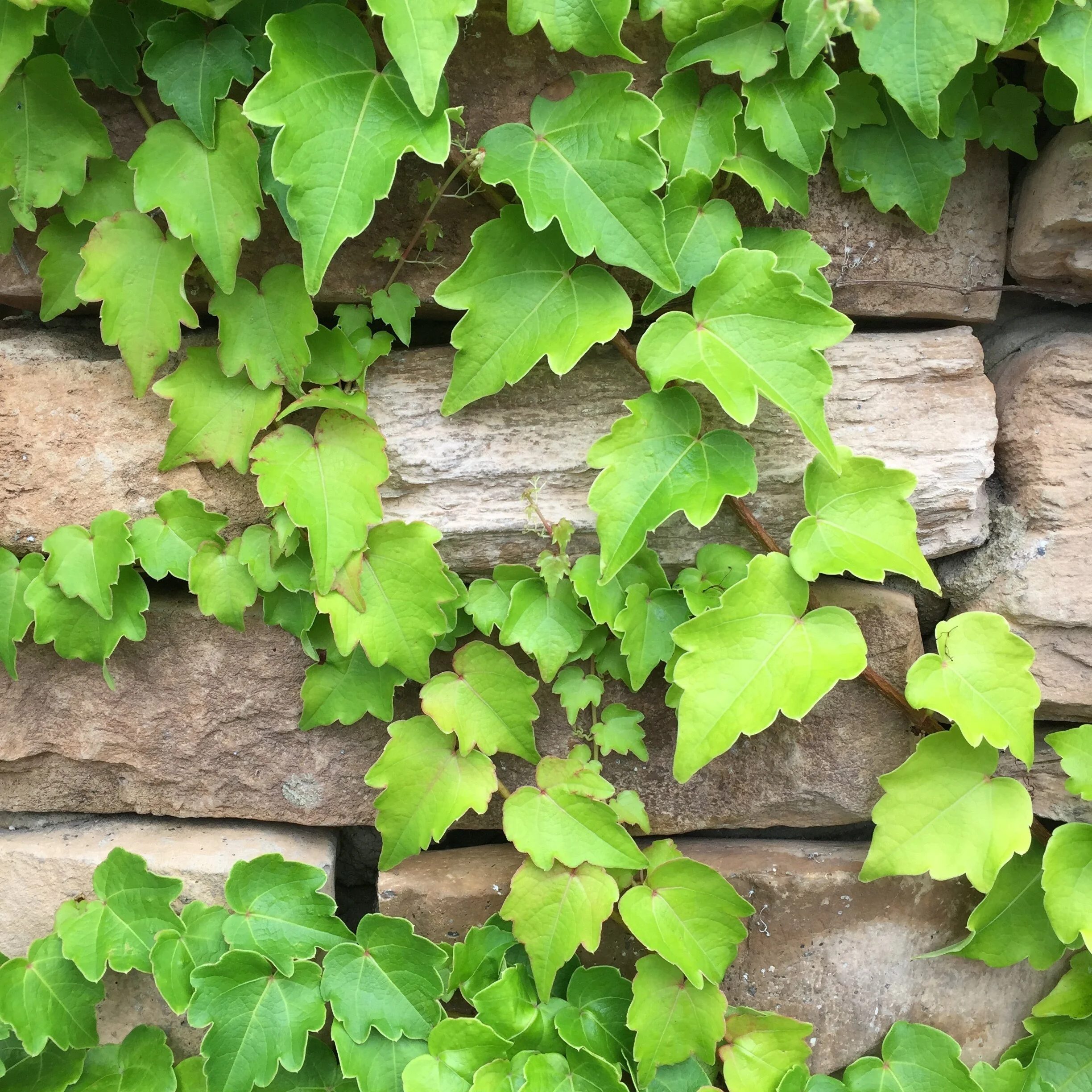 glimsen-ivy-wall.jpg