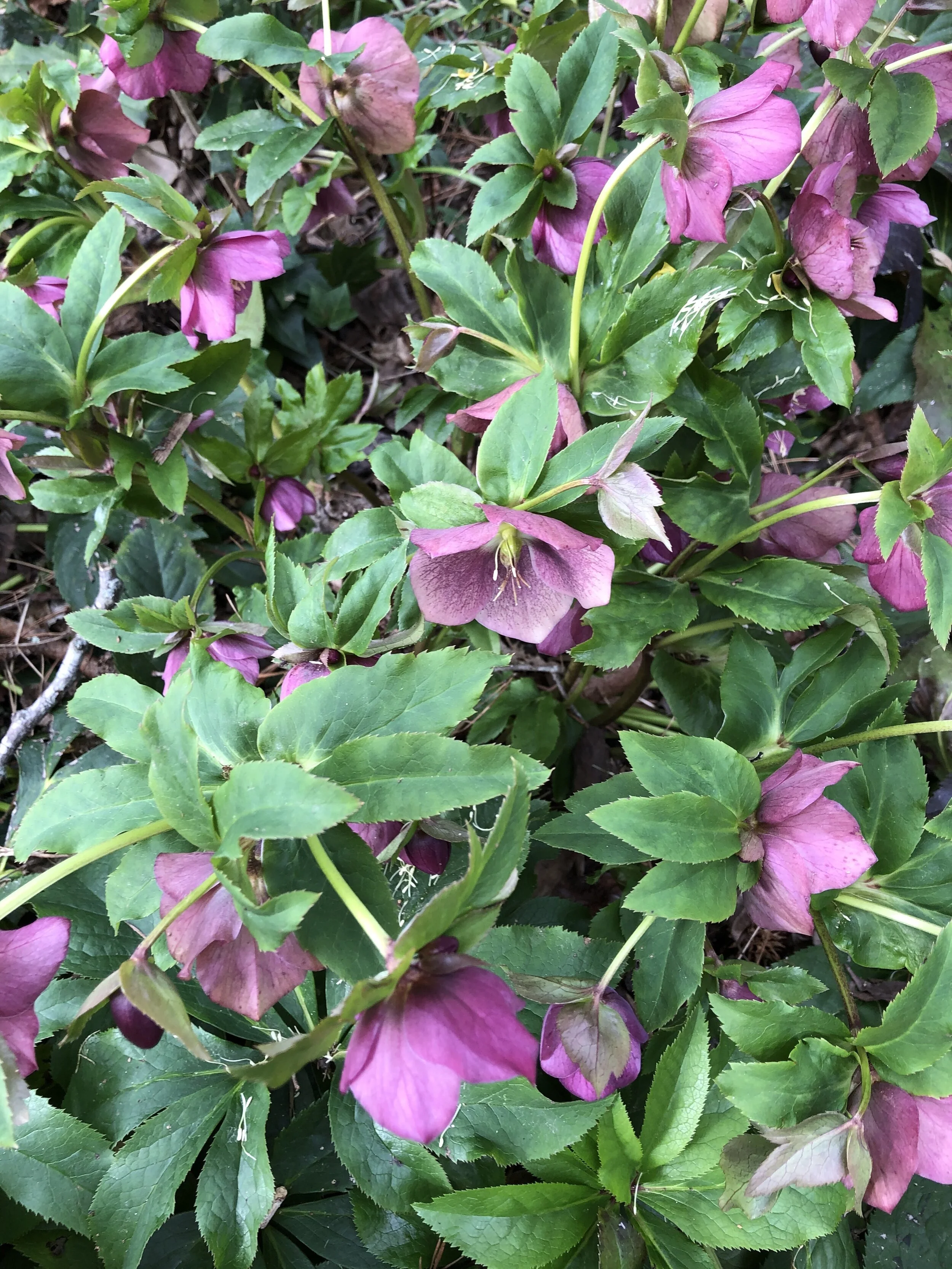 Glimsen-hellebores.jpeg