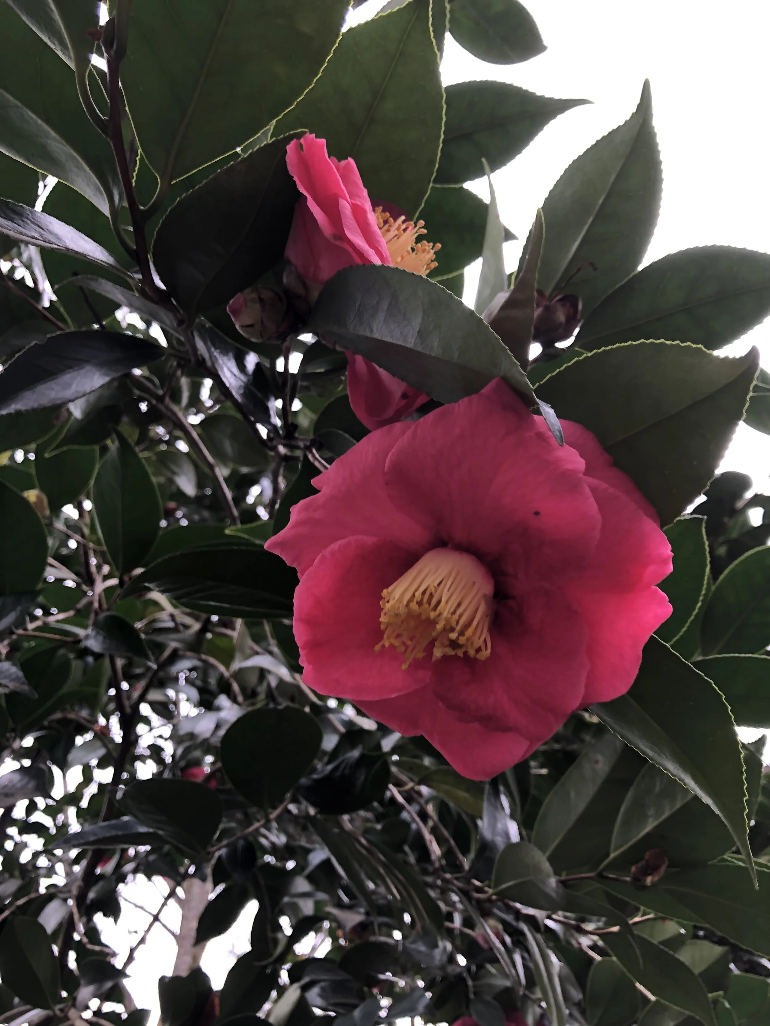 glimsen-cloudy-camellia.jpeg