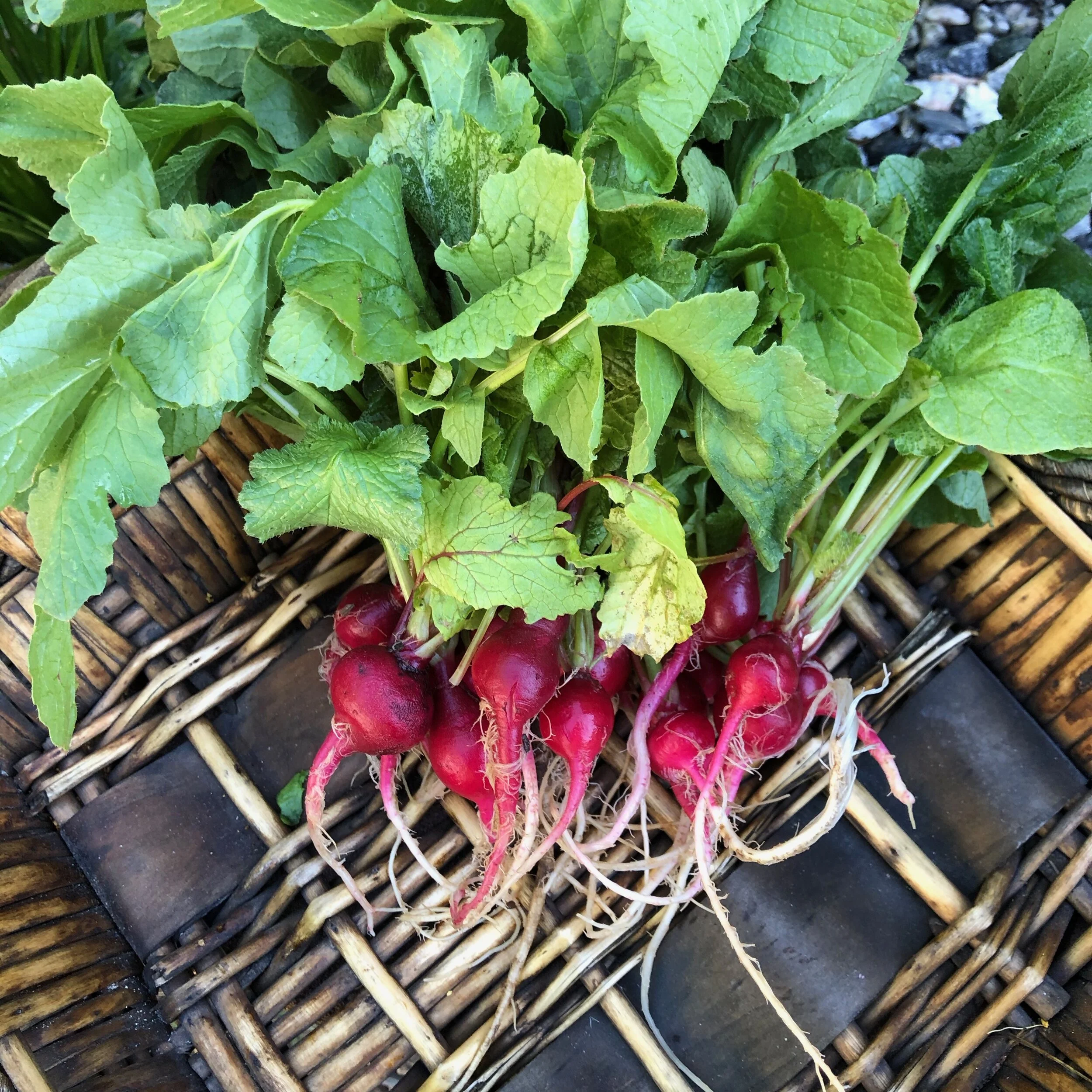 A Walk in the Garden
