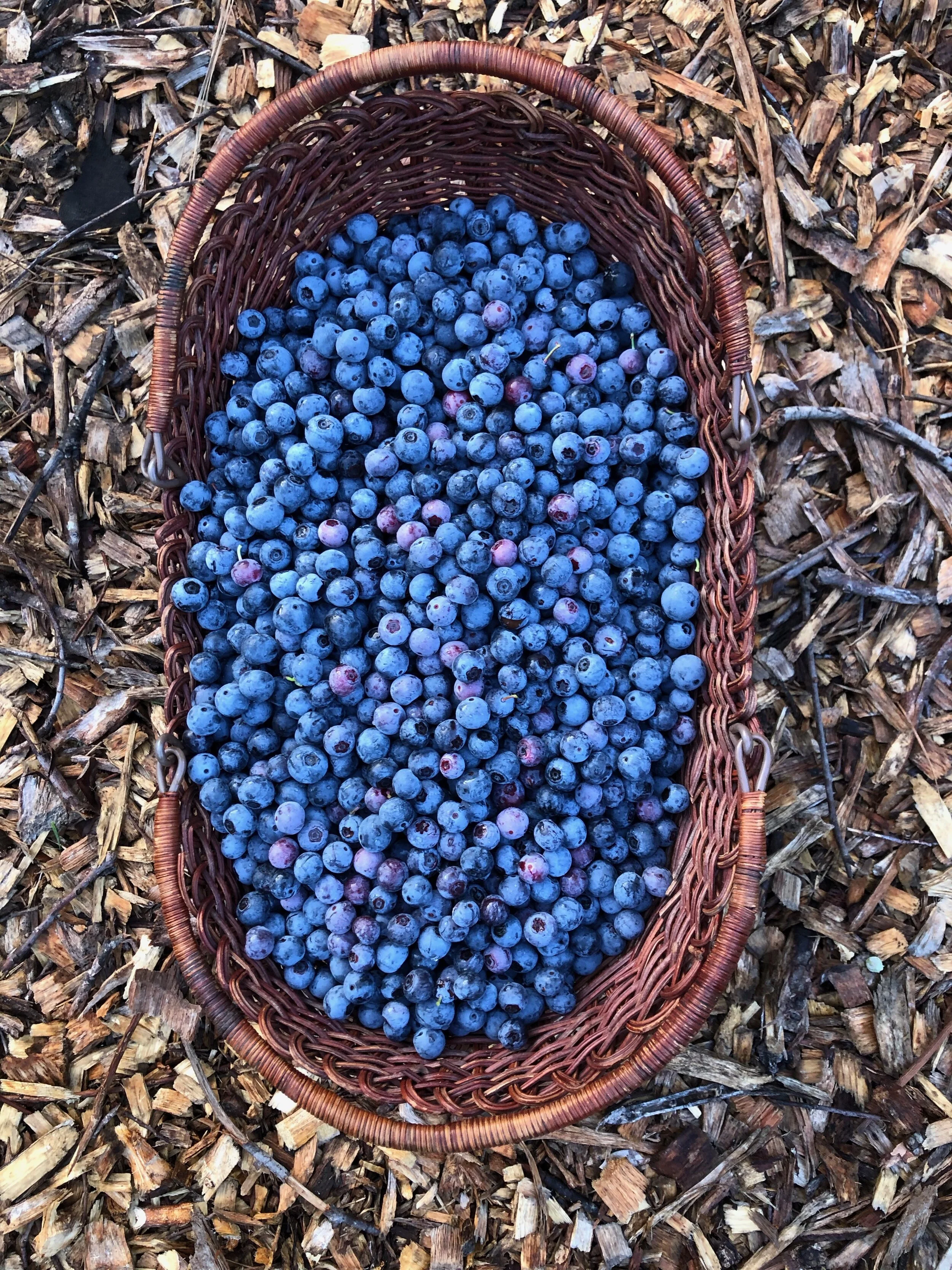 Berry Picking